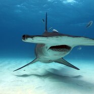 Tennessee Vol Look a Likes TexAgs Tennessee Vol Look a Likes TexAgs