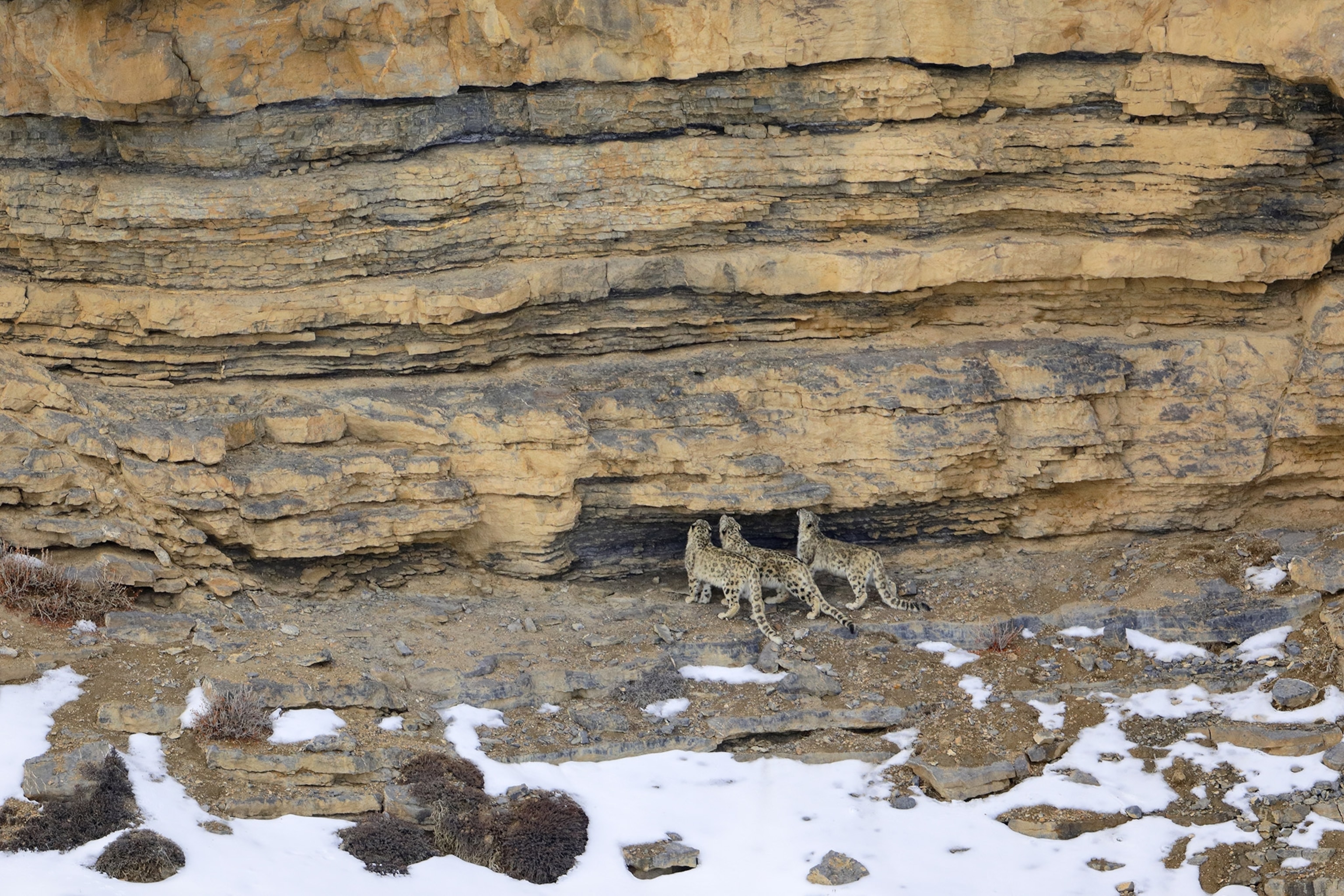 Wide shot of a rocky wall, three snow leopards facing the wall and sniffing. Some snow on the ground.