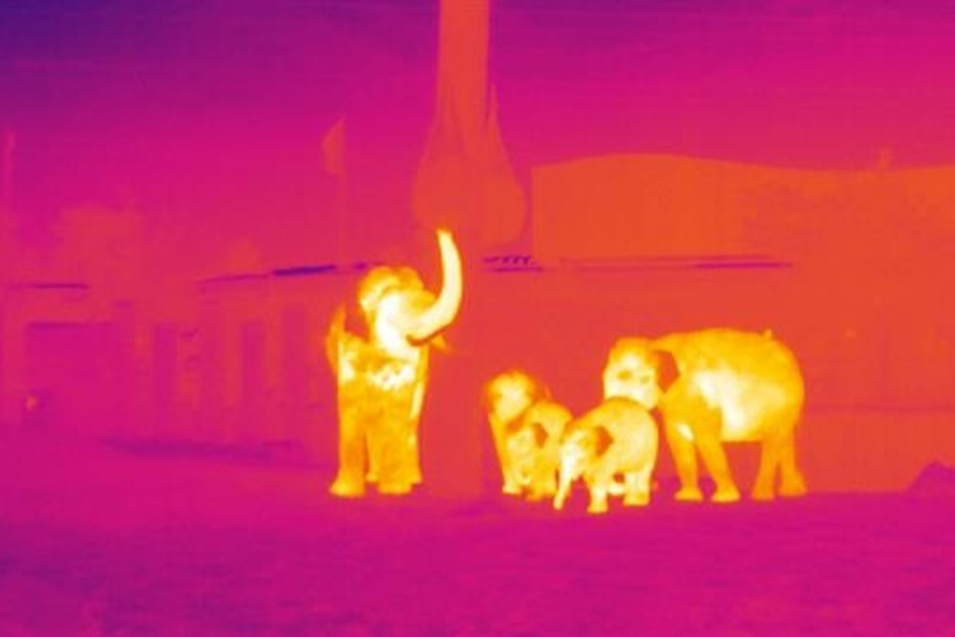 Poaching animals, facts and information
