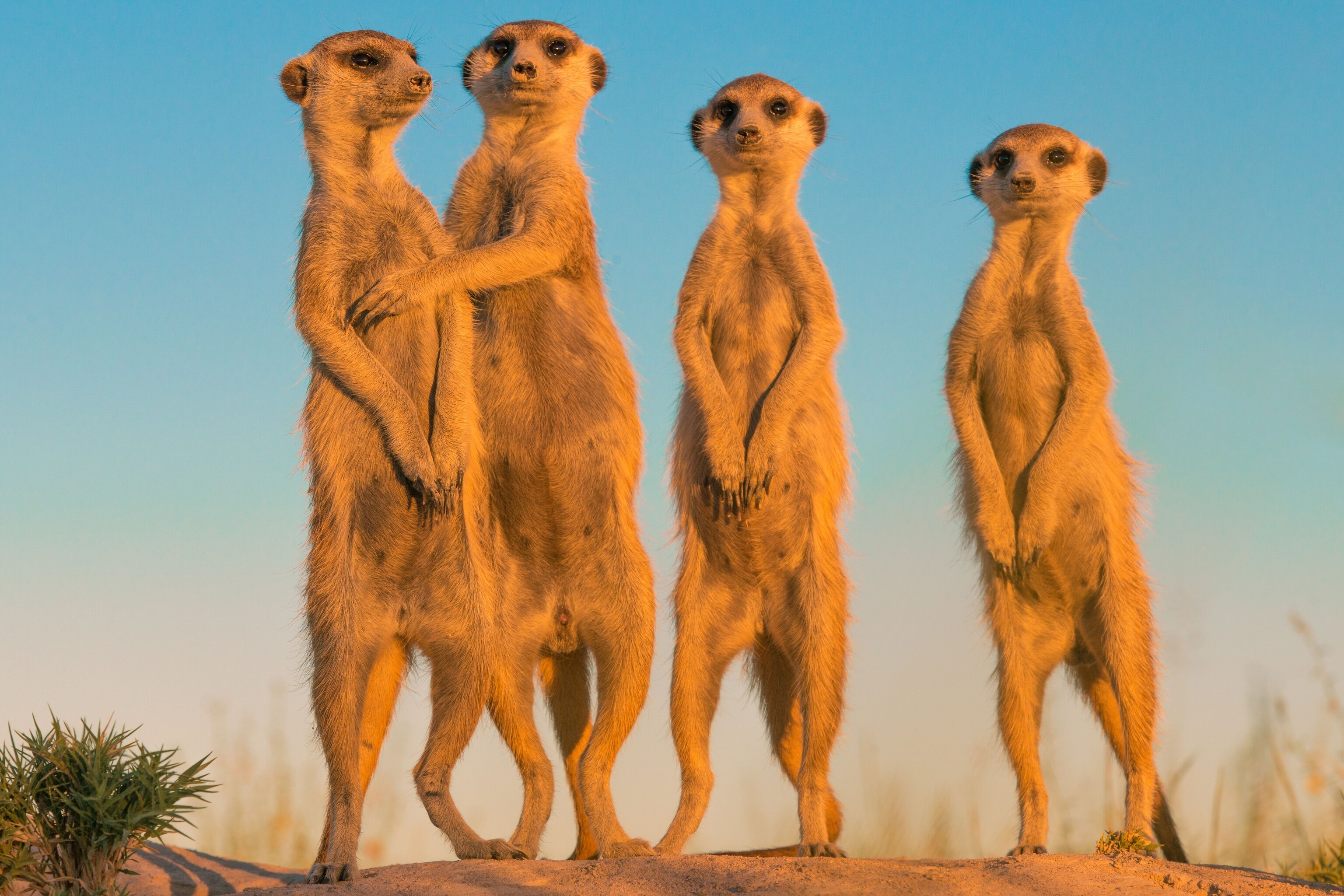 Meerkats