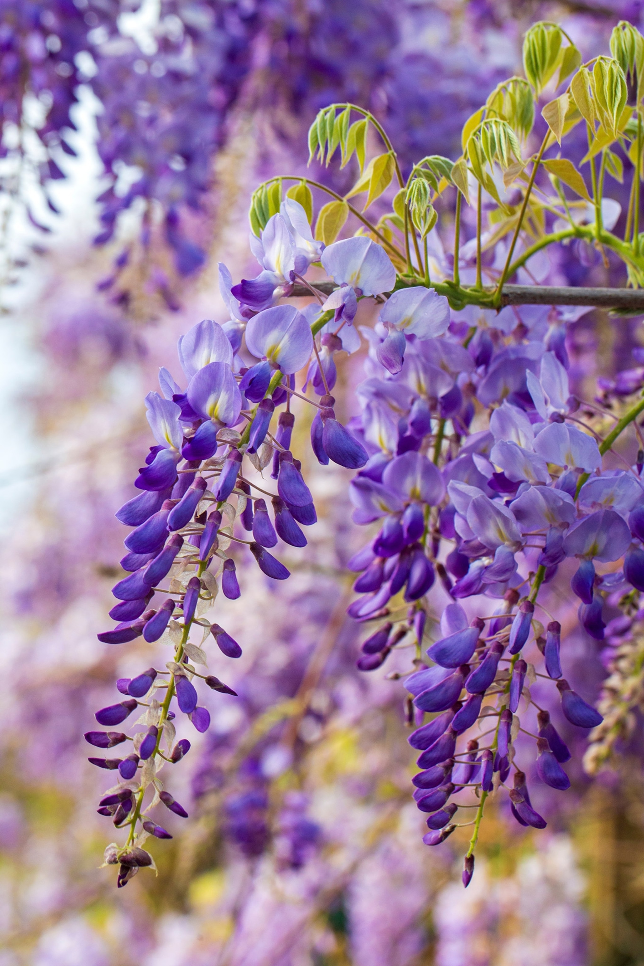 Close-up of drippy purple flowers