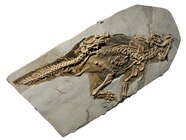 Best Dinosaur Fossil Locations At Walton Edwards Blog Best Dinosaur Fossil Locations At Walton Edwards Blog