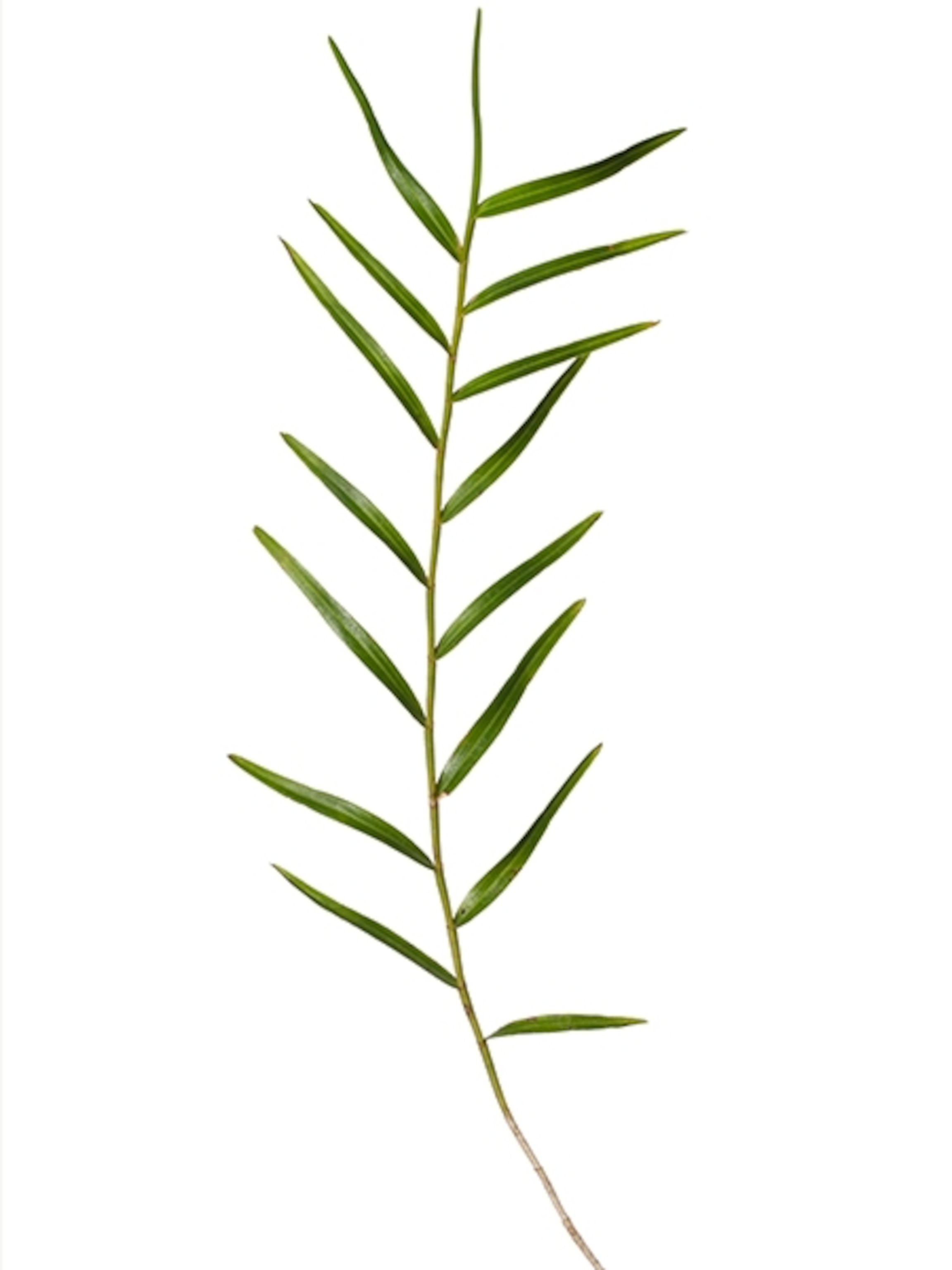 Scientific Name: Dendrobium biflorum, Notes: Endemic to French Polynesia. Tahitian names you can find in bibliography are "mave" and "ofe ofe/ ohe ohe" (these names are also used, and preferentially used, for 2 other species nowadays, Anthrophyum plantagineum and Centotheca lappacea),