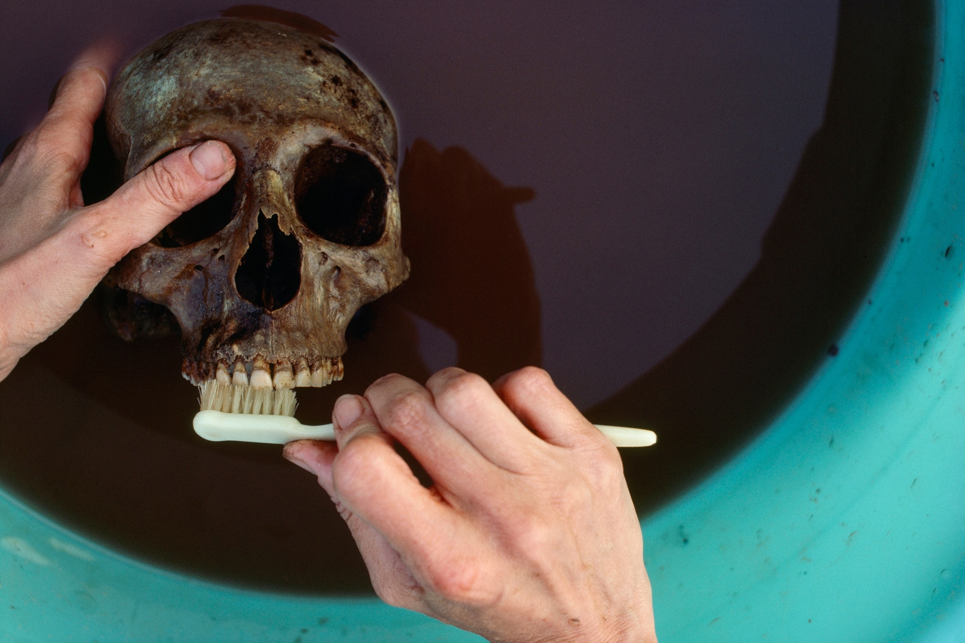 A skull from the ruins of Herculaneum is cleaned for preservation.