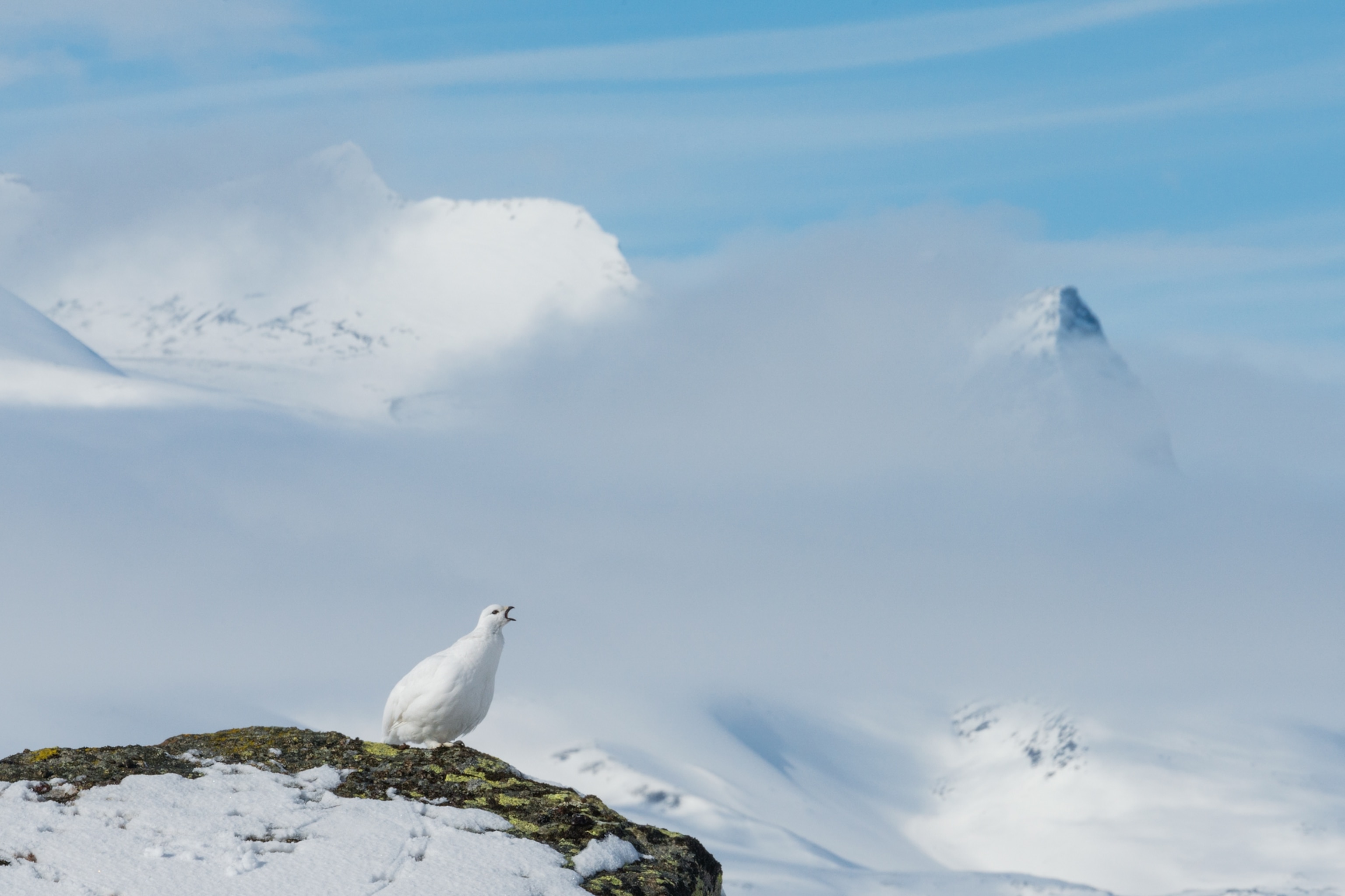 a female rock ptarmigan bird