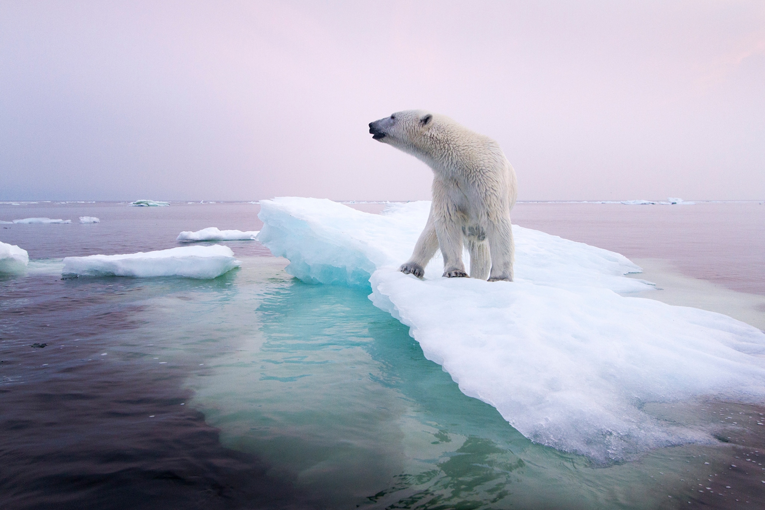 7 Species Hit Hard by Climate Change—Including One That's Already Extinct