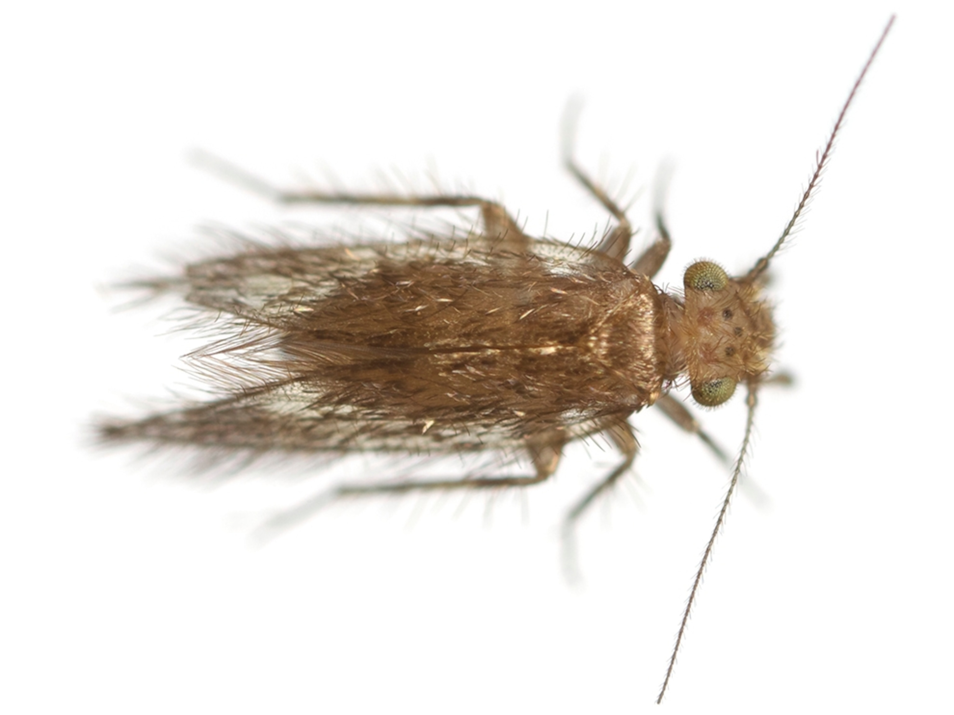 Common Name: Lunulata woodlouse, Scientific Name: Echmepteryx lunulata, Magnification: 5x,