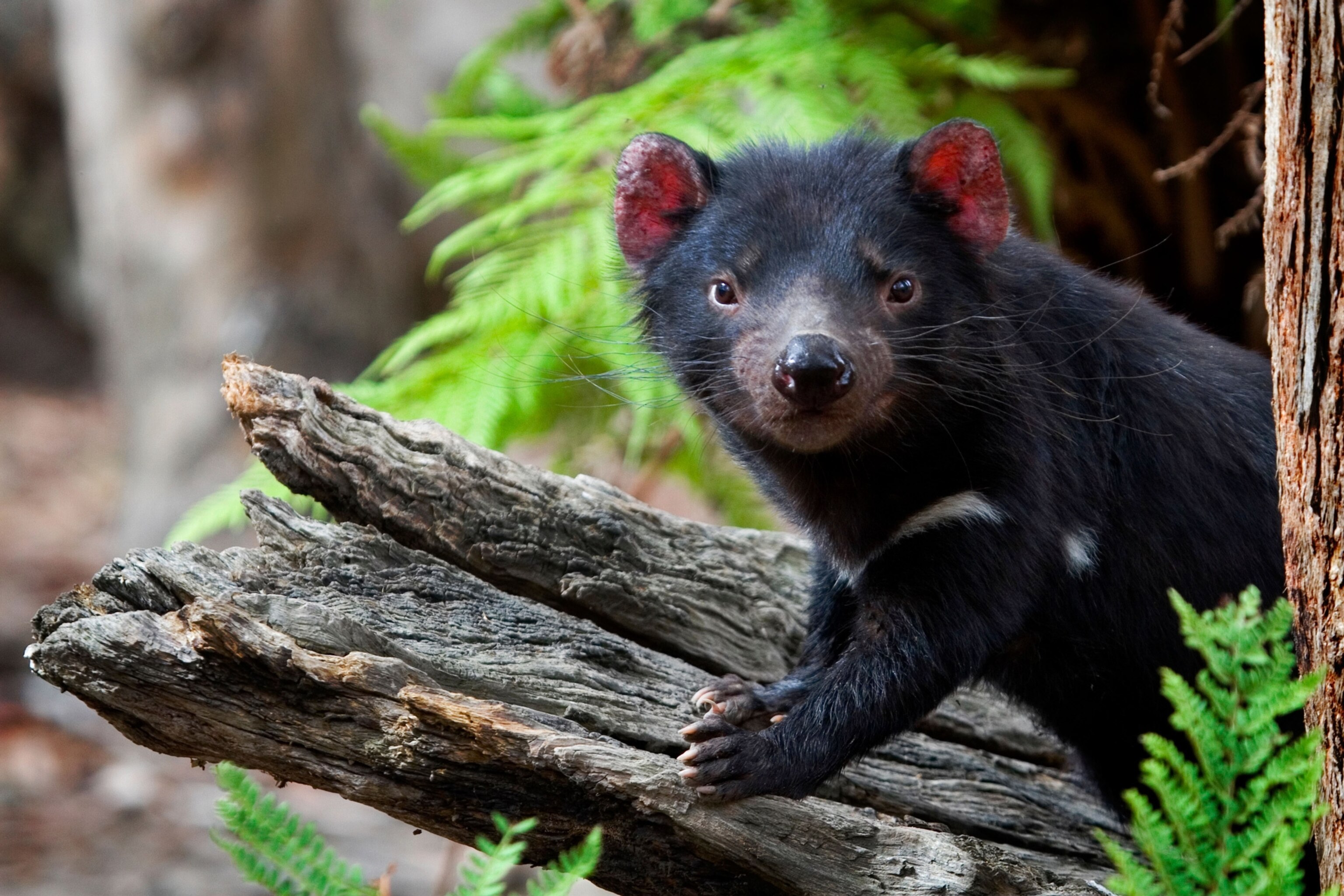 a tasmanian devil on a branch of a tree