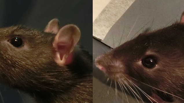 Here S What A Rat Looks Like When It S Happy