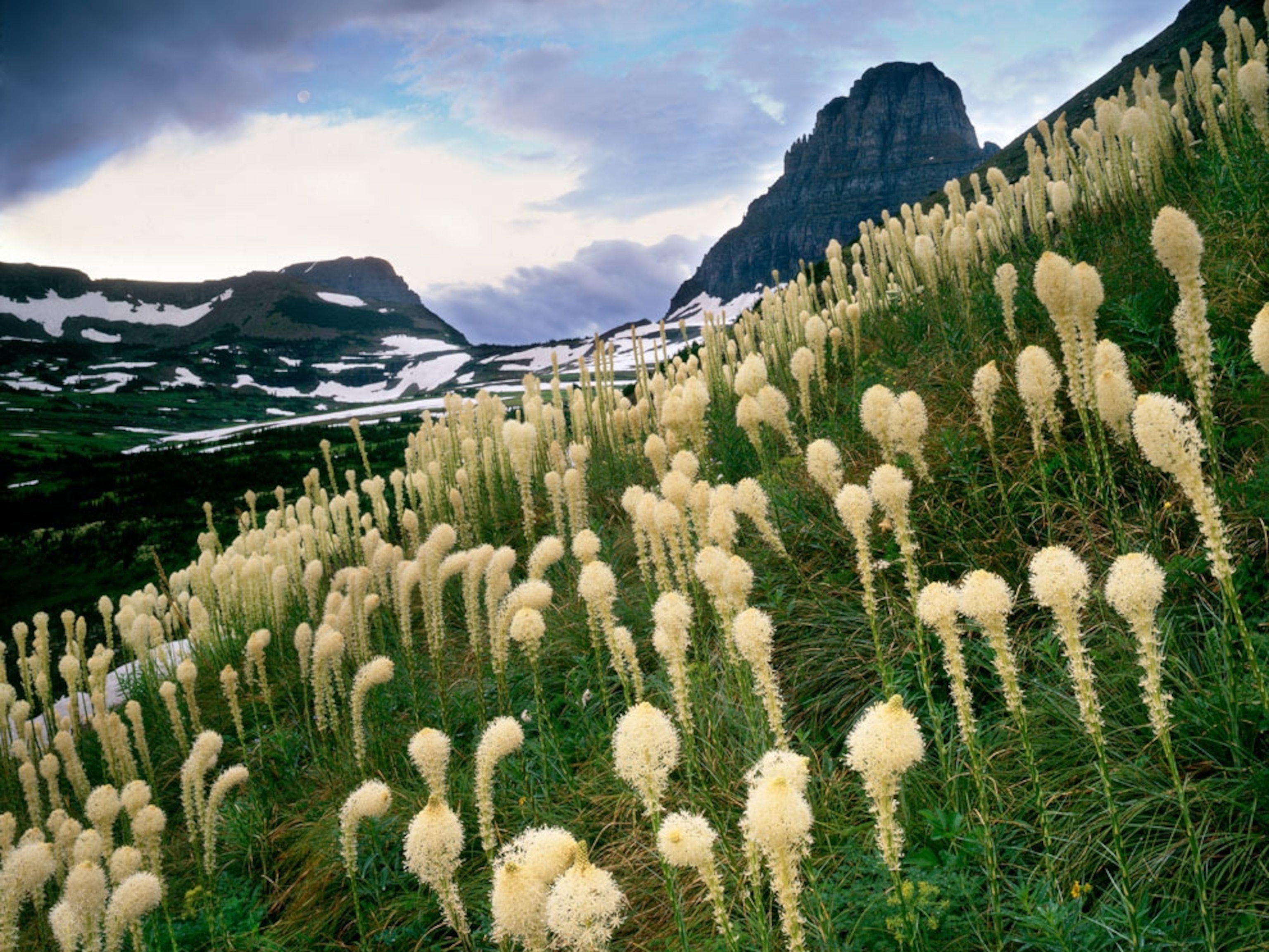 Yellow bear grass blooming in front of mountains