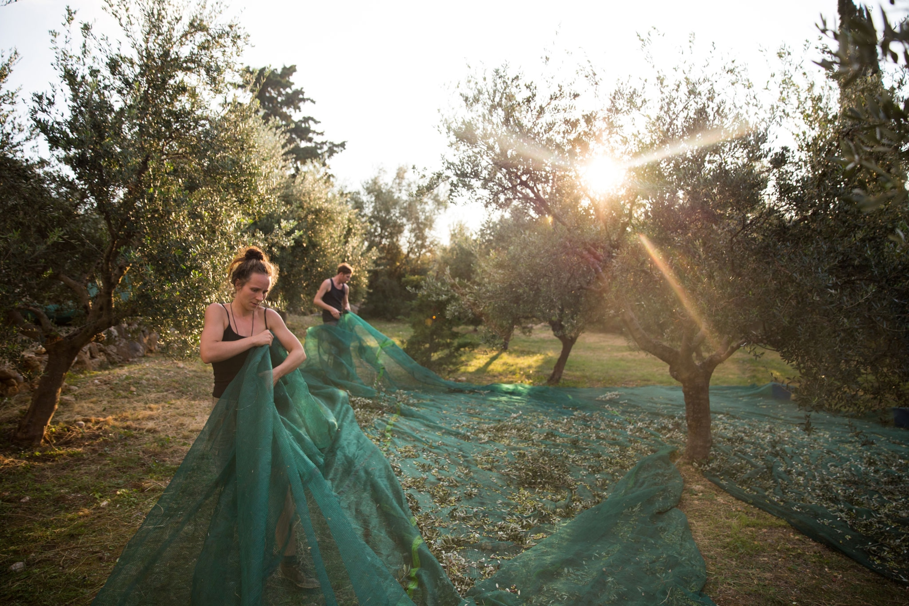 people gathering olives in a net