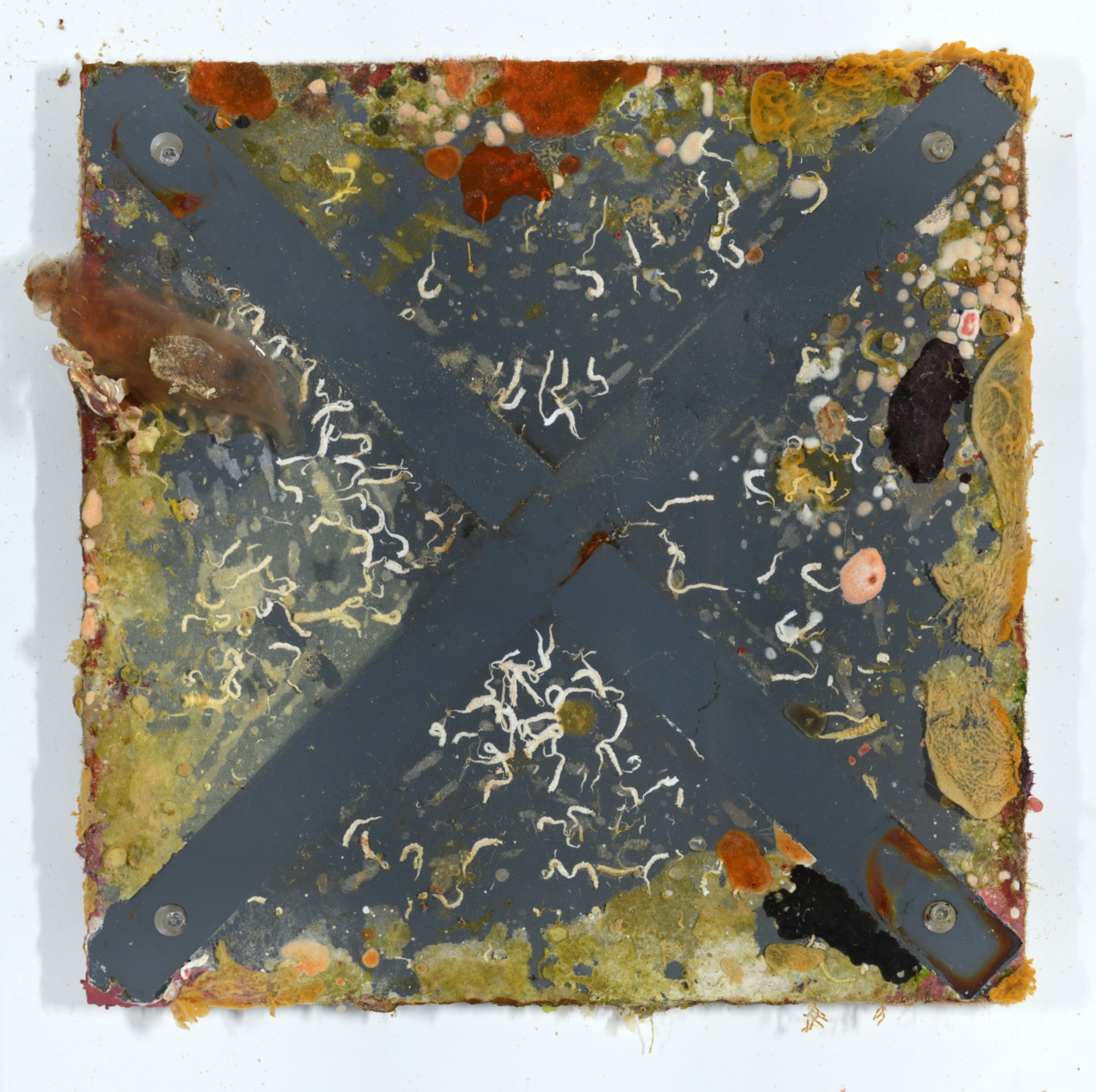 A plate has a cross section dividing the growths of the plate.