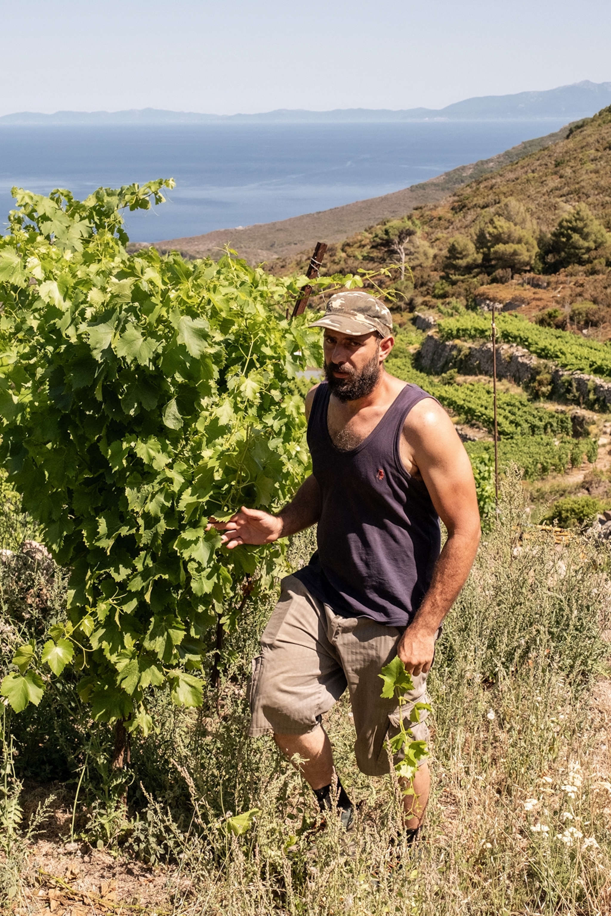 A young and bearded man on a hill-side vineyard.