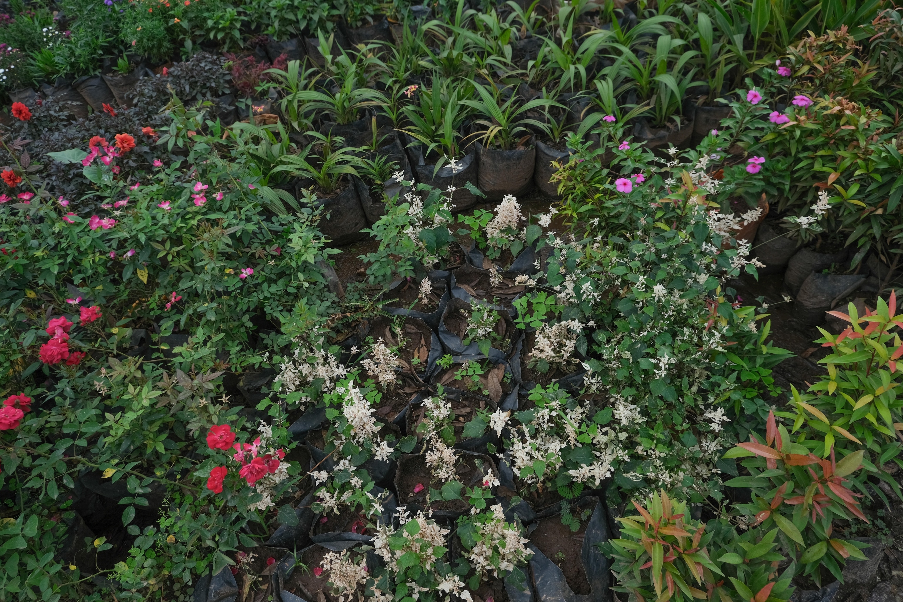 Plants ready for sale next to the Lwajali river on April 8, 2025. Photographed by student Esther Nagawa. The Uganda Photo Camp, held in Bamunanika from April 5-9, 2025, is part of a larger initiative exploring the interconnected themes of access, equality, and stewardship of freshwater resources across East Africa. During this transformative program, students collaborated with National Geographic explorers and Photo Camp staff, honing their photography and writing skills while building meaningful connections within their communities and peers.