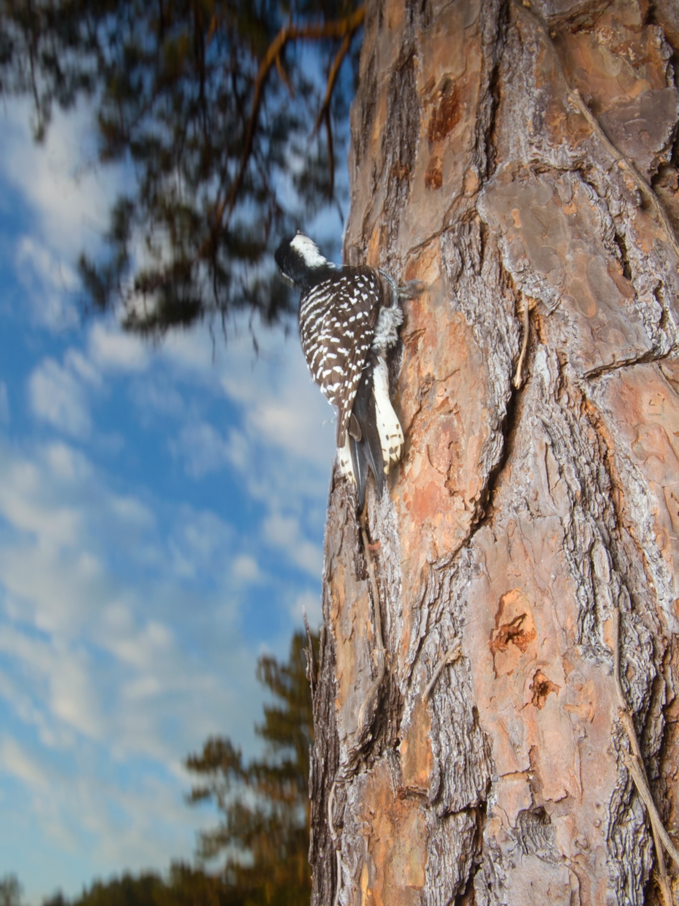 Woodpecker Killing Trees