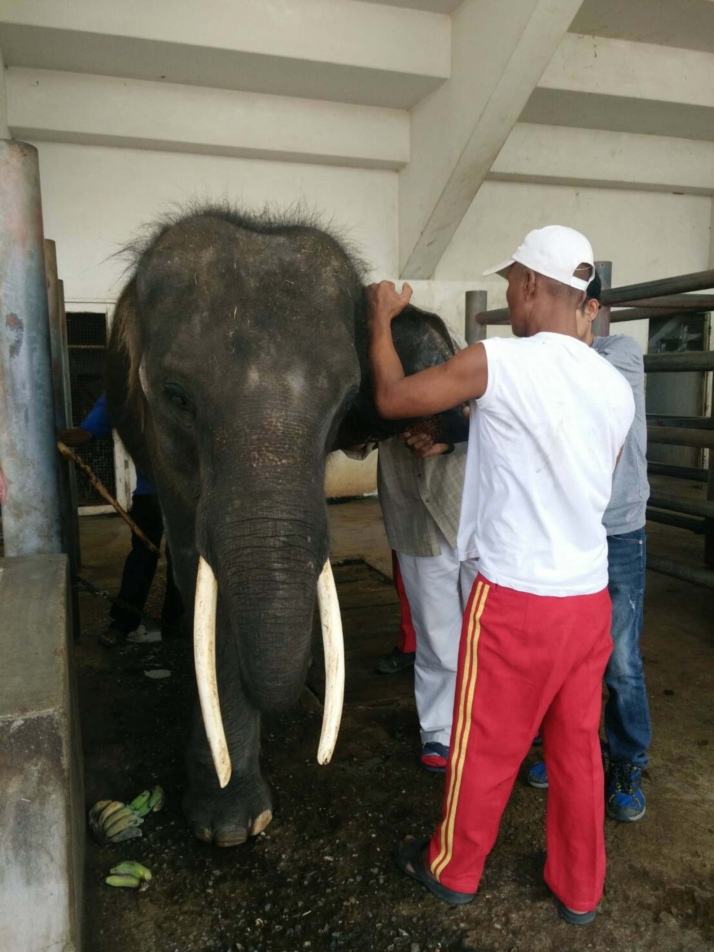a elephant in an enclosure