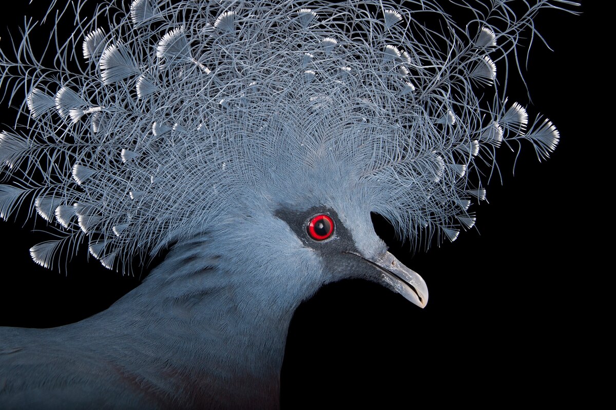 Bird Pictures & Facts