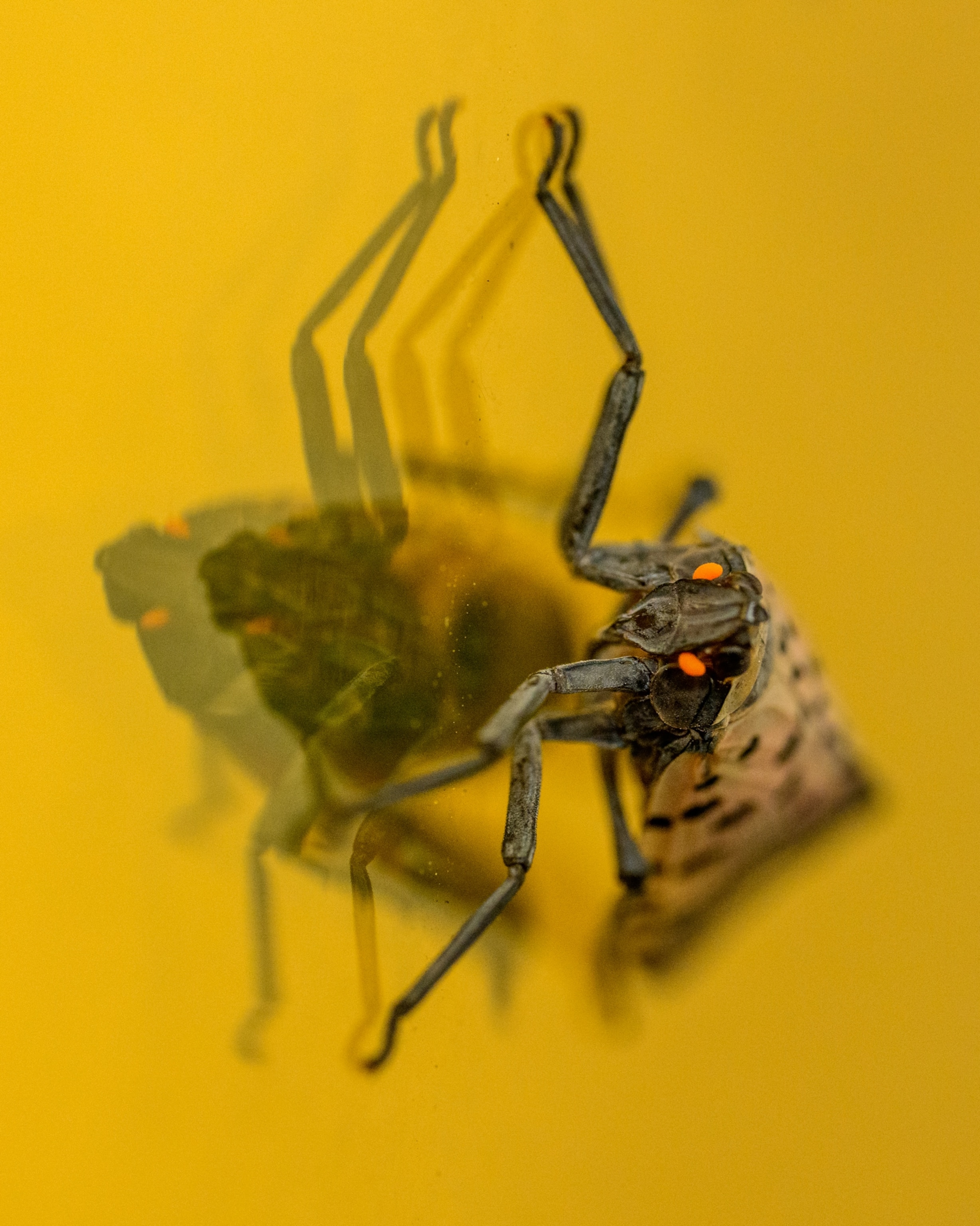 A spotted lantern fly reflected on the Gold building in downtown Hartford, Ct., August, 20, 2026.