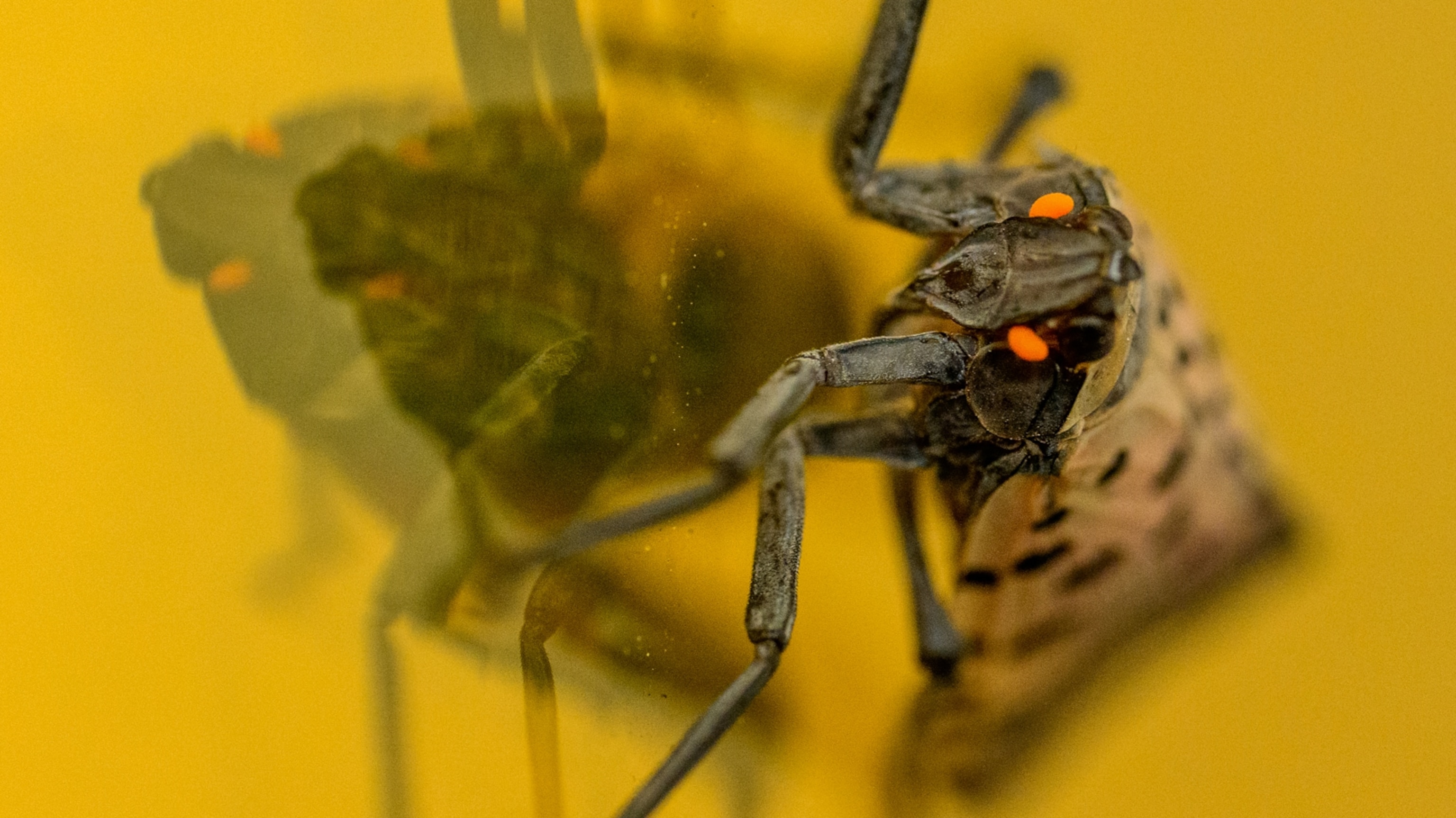 The Surprising Secret Weapon Against Spotted Lanternflies