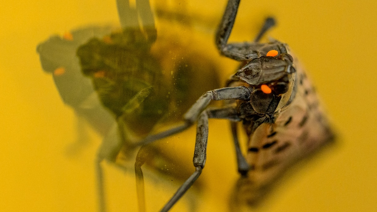 The Surprising Secret Weapon Against Spotted Lanternflies