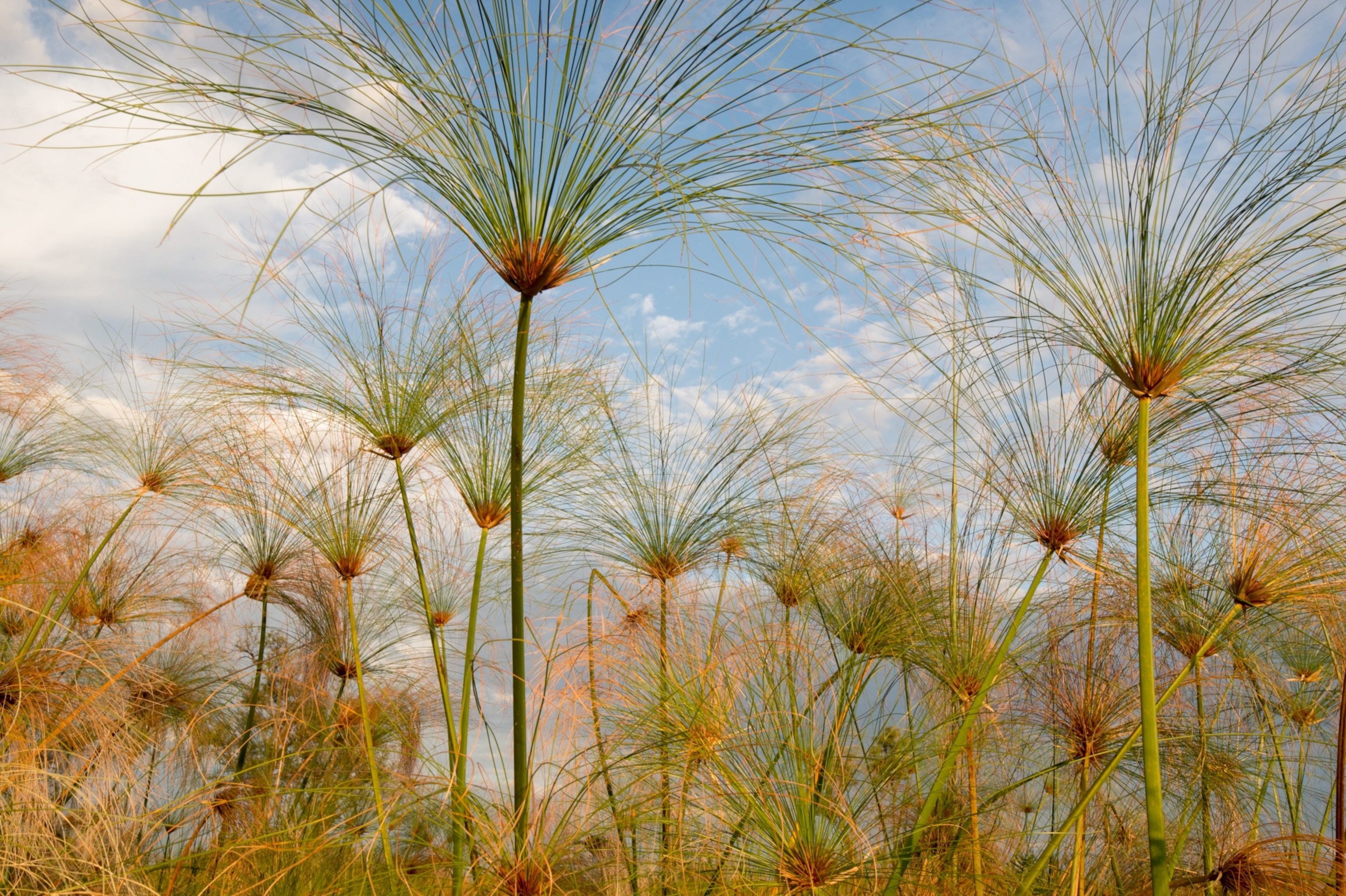 Tall papyrus plants with feathery tops sway against a blue sky dotted with white clouds.