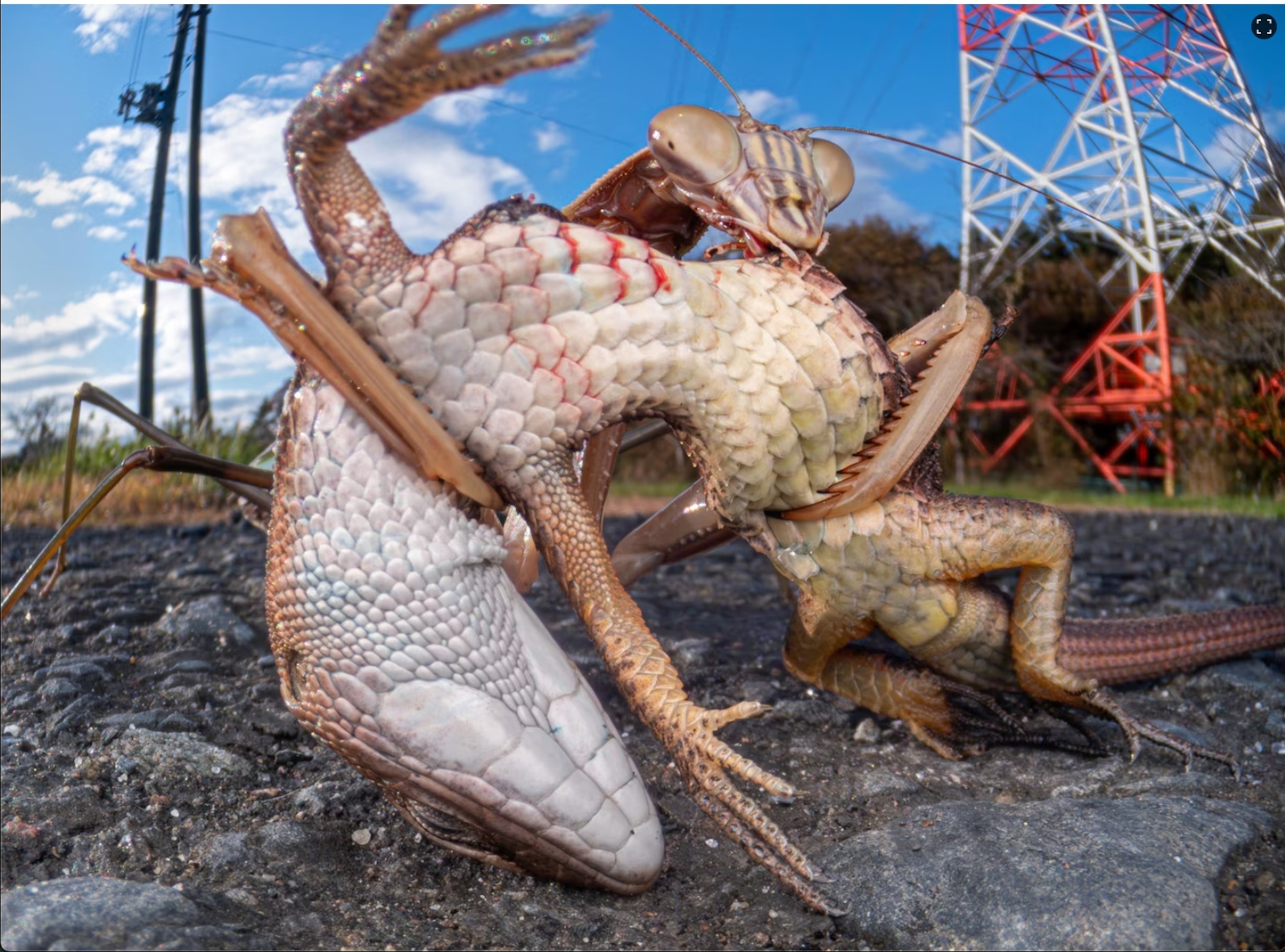 A mantis claws grip a lizards body.