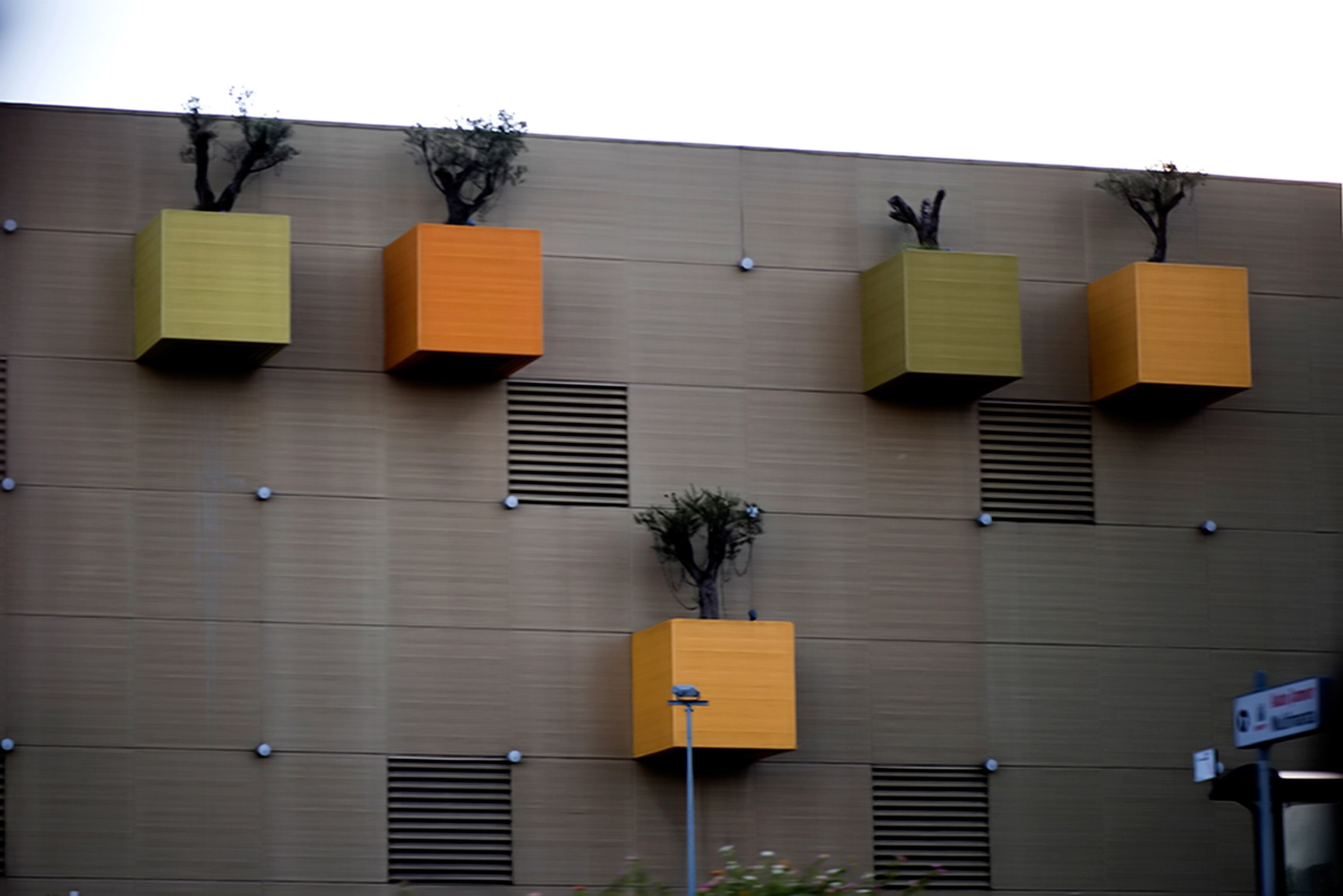 olive trees in Lisbon