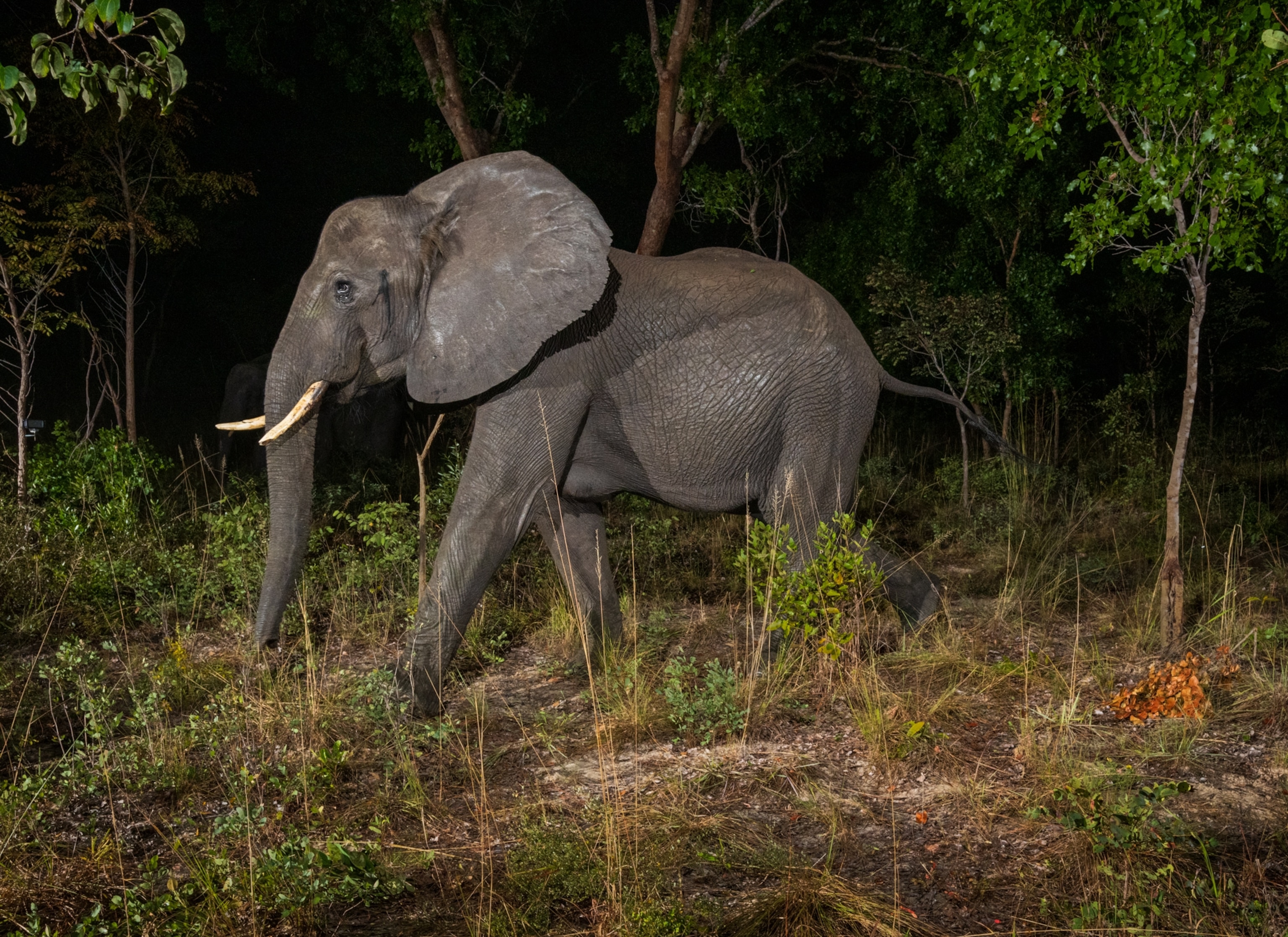 An elephant passing by the camera well lit by its flashlight.