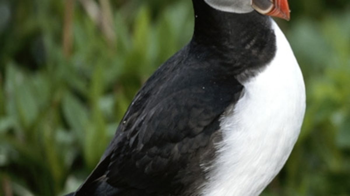 Arctic Animal Pictures Animal Wallpapers National Geographic