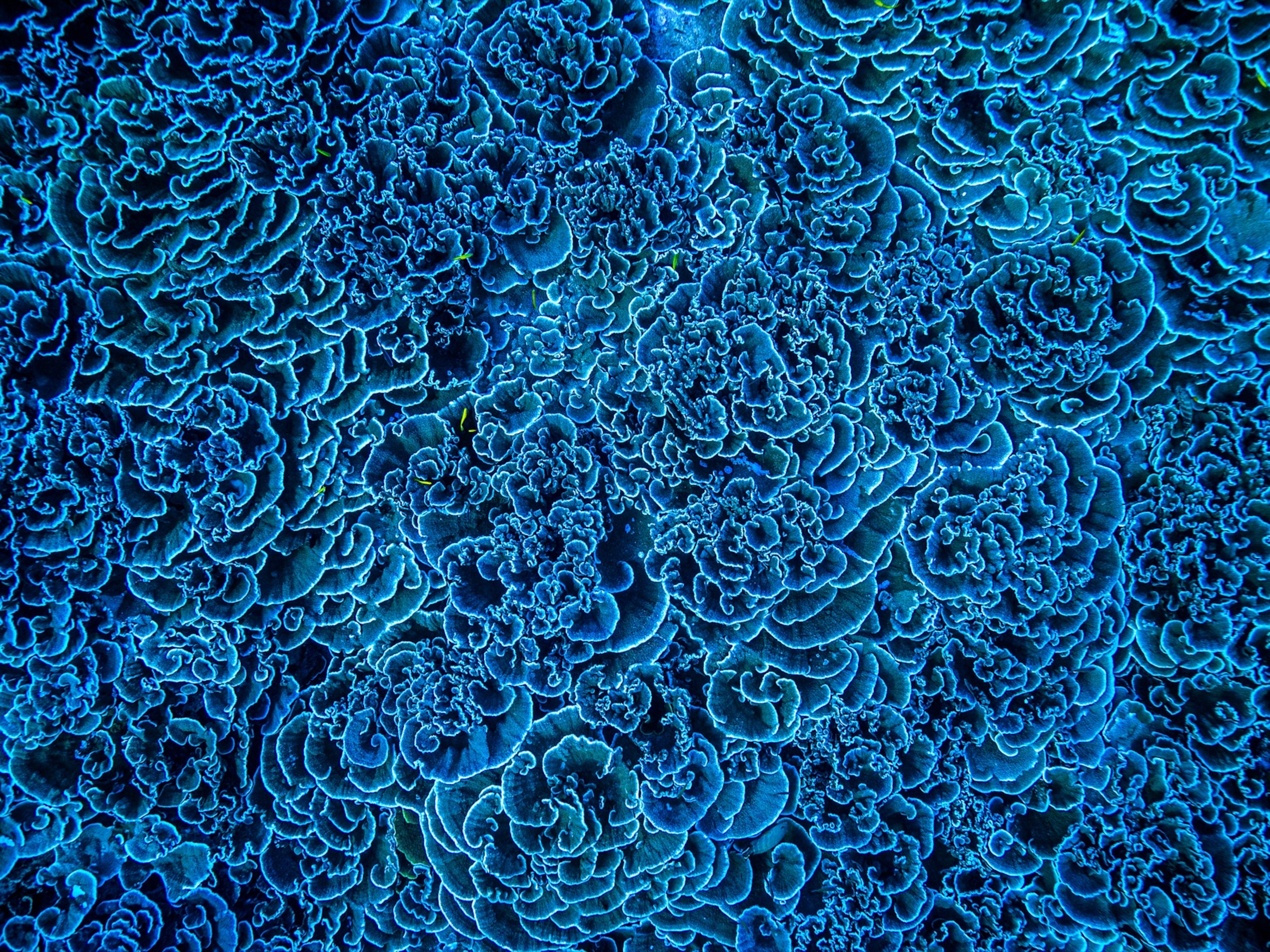 research articles about coral reefs