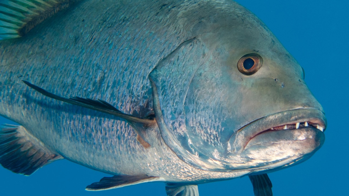 Dog Snapper National Geographic
