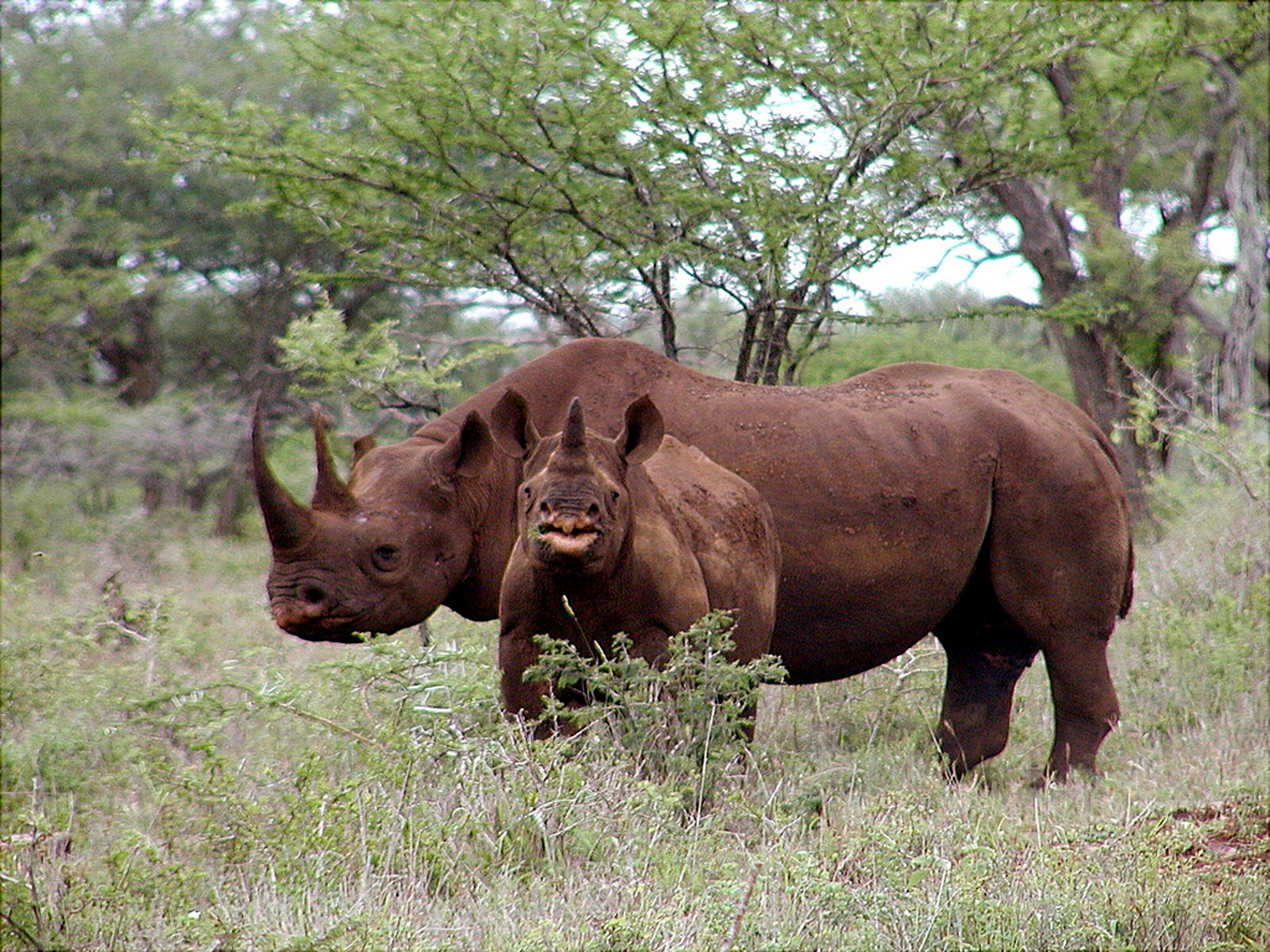 Black rhino male and calf in Mkuze, South Africa.