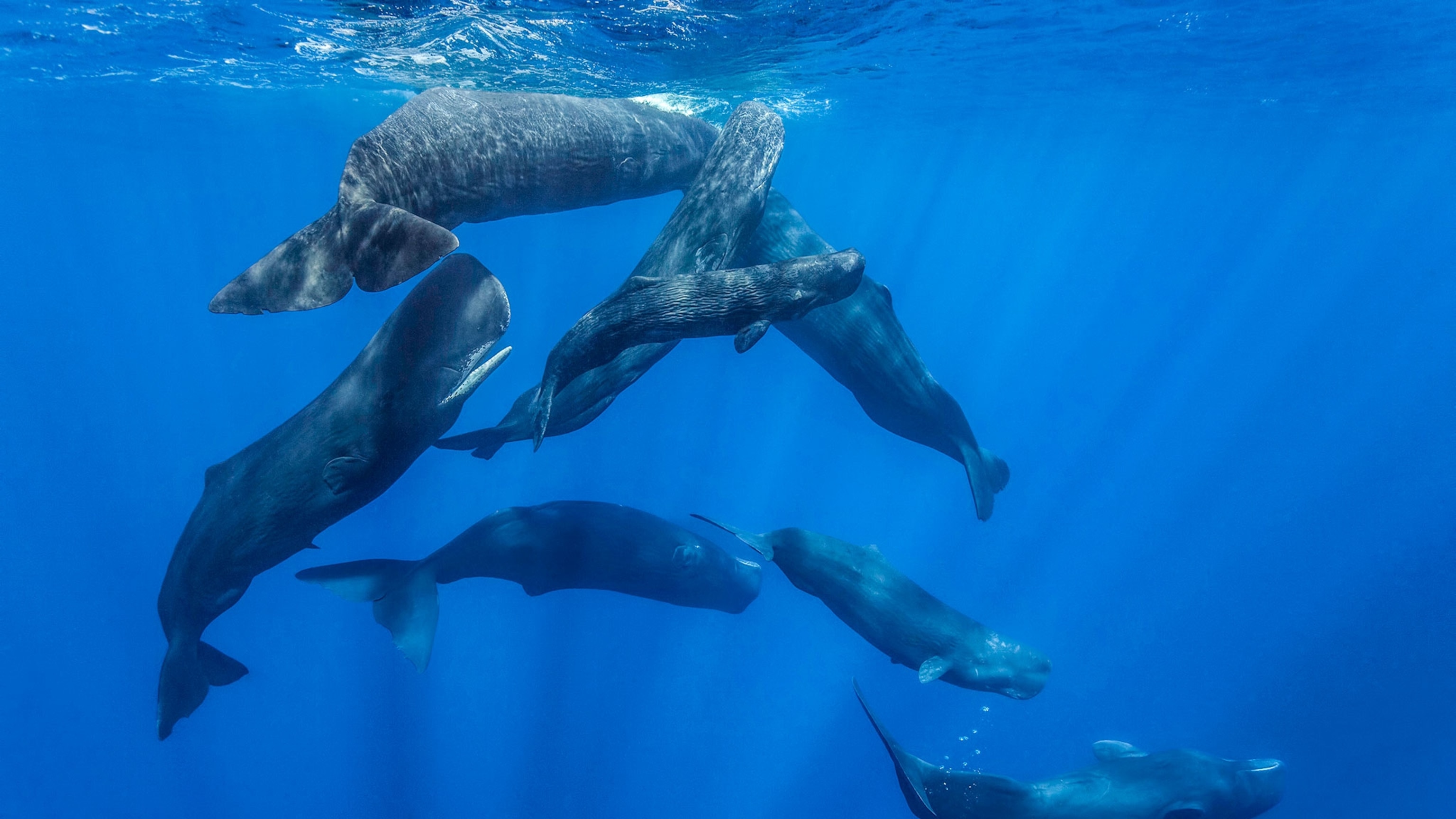 Whales could one day be heard in court—and in their own words