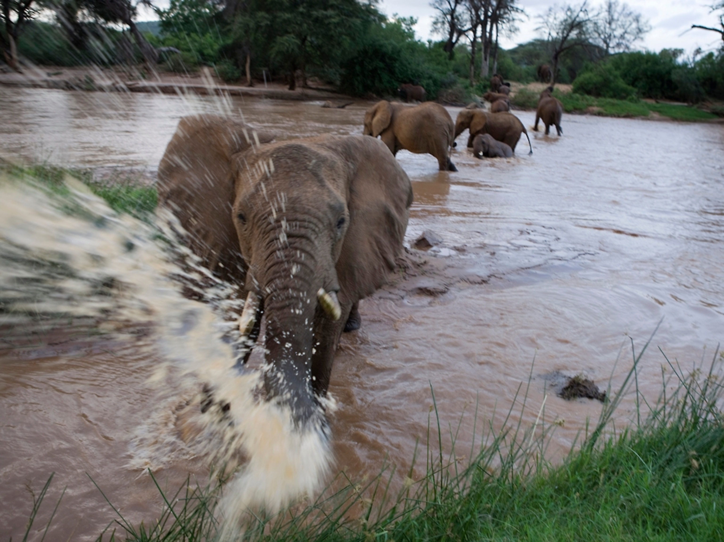 Elephants in river