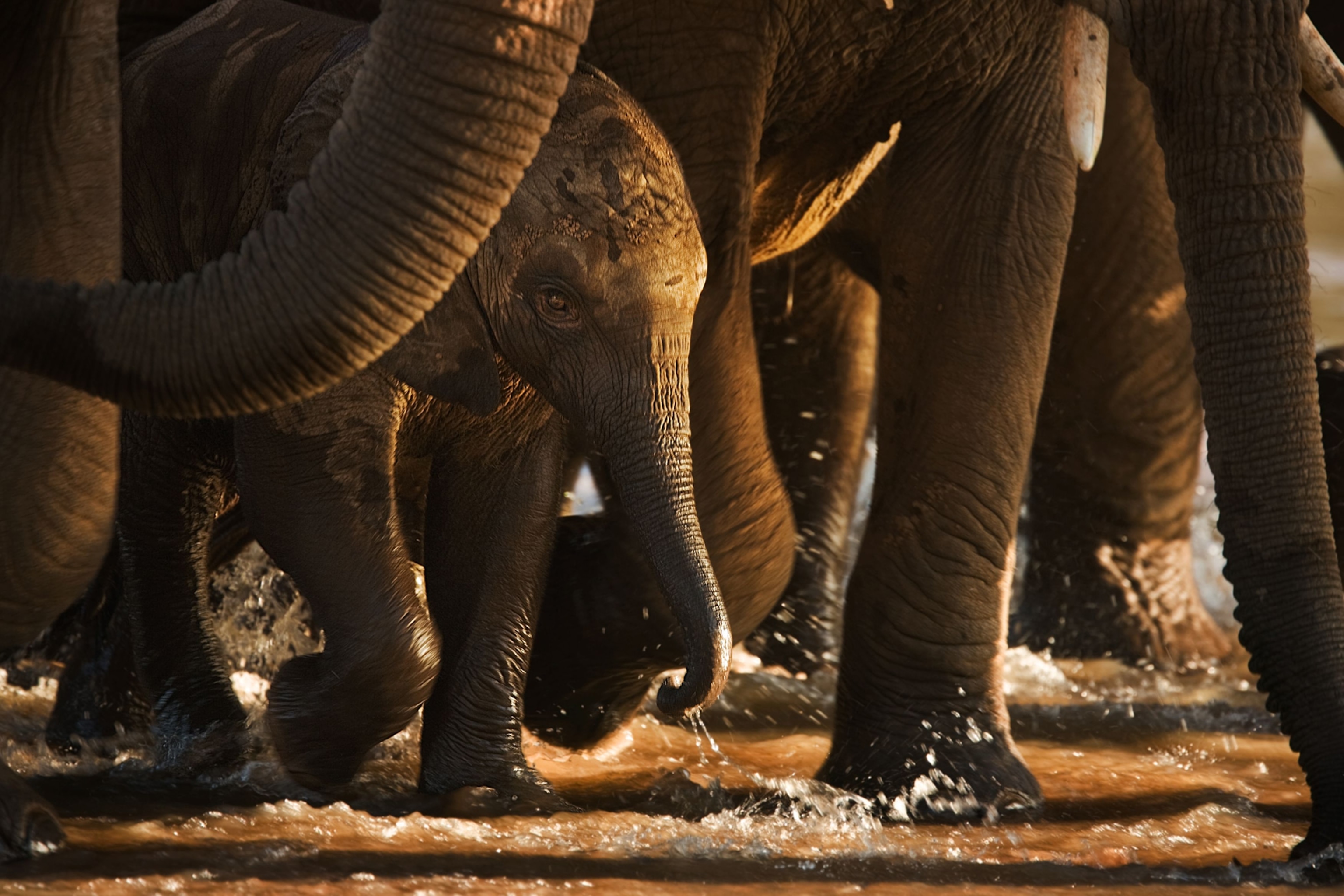 Along the southern edge of the Samburu reserve, the Ewaso Ngiro River offers cooling refreshment, especially during the dry season, when the upland puddles disappear. Amid a shady forest of legs and bodies, close beside its mother, a calf finds shelter from the glaring world. Careful: Don't step on the baby.