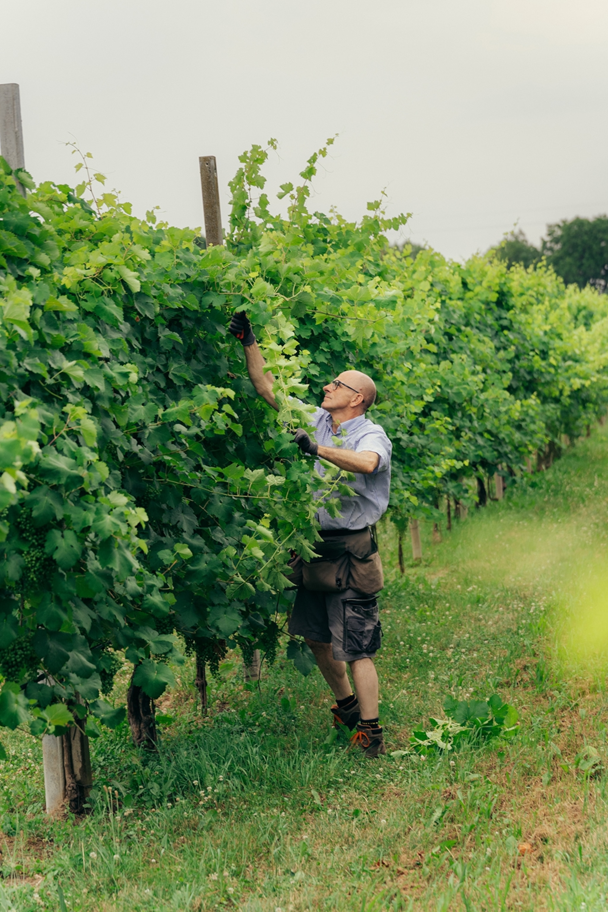 An Italian man tending to the grapes on a vineyard.