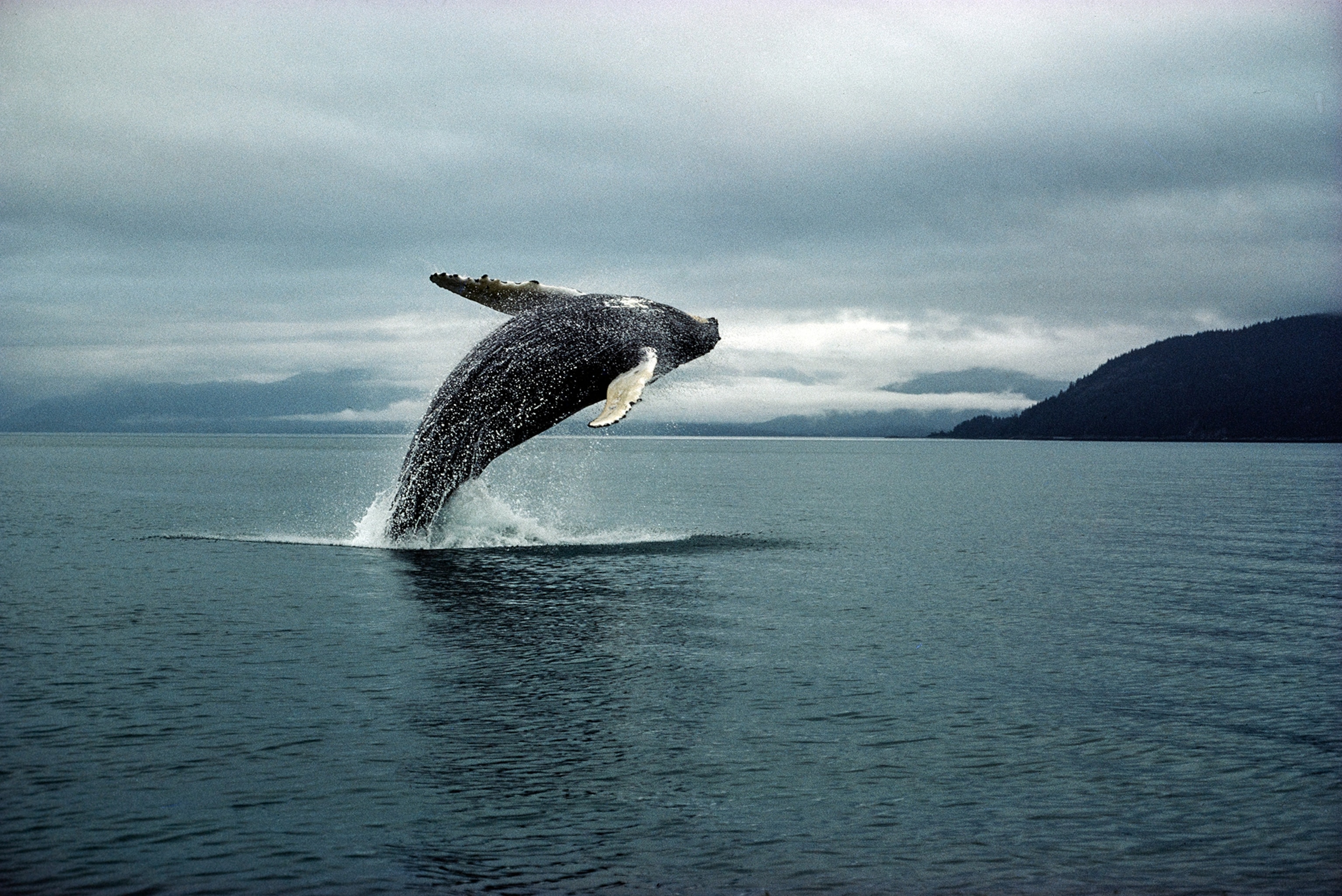 Backflip breach: A humpback hurtles skyward, splitting the calm waters of frigid Glacier Bay, summer home to this migrating mammal. Such wild gymnastics may serve as a means of whale-to-whale communication and as a show of strength in response to a threat. The power and majesty of of whales fascinated American naturalist John Muir. On a trip to Glacier Bay in 1879 he described “their broad backs like glaciated bosses of granite heaving aloft… and plunging down home…” Due in part to his explorations, the bay and it’s surrounding ice fields, glaciers, and mountains were designated a national monument in 1925. Muir would surely be heartened by the current concern for humpbacks, now a fully protected species by order of the International Whaling Commission. Perhaps 100,000 strong before whalers decimated their ranks early in the 20th century, humpbacks today number 7,000.