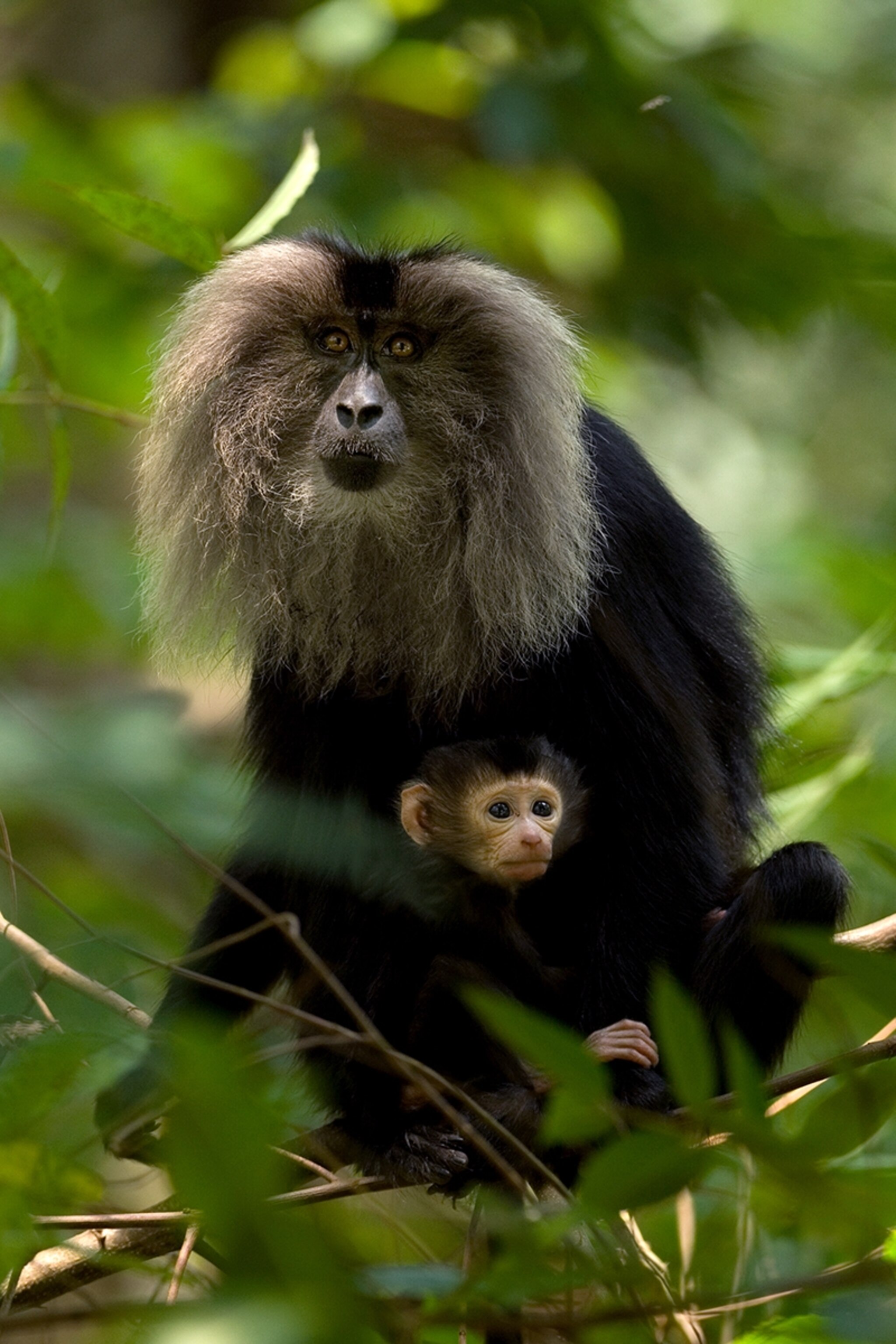 lion-tailed macaque in India
