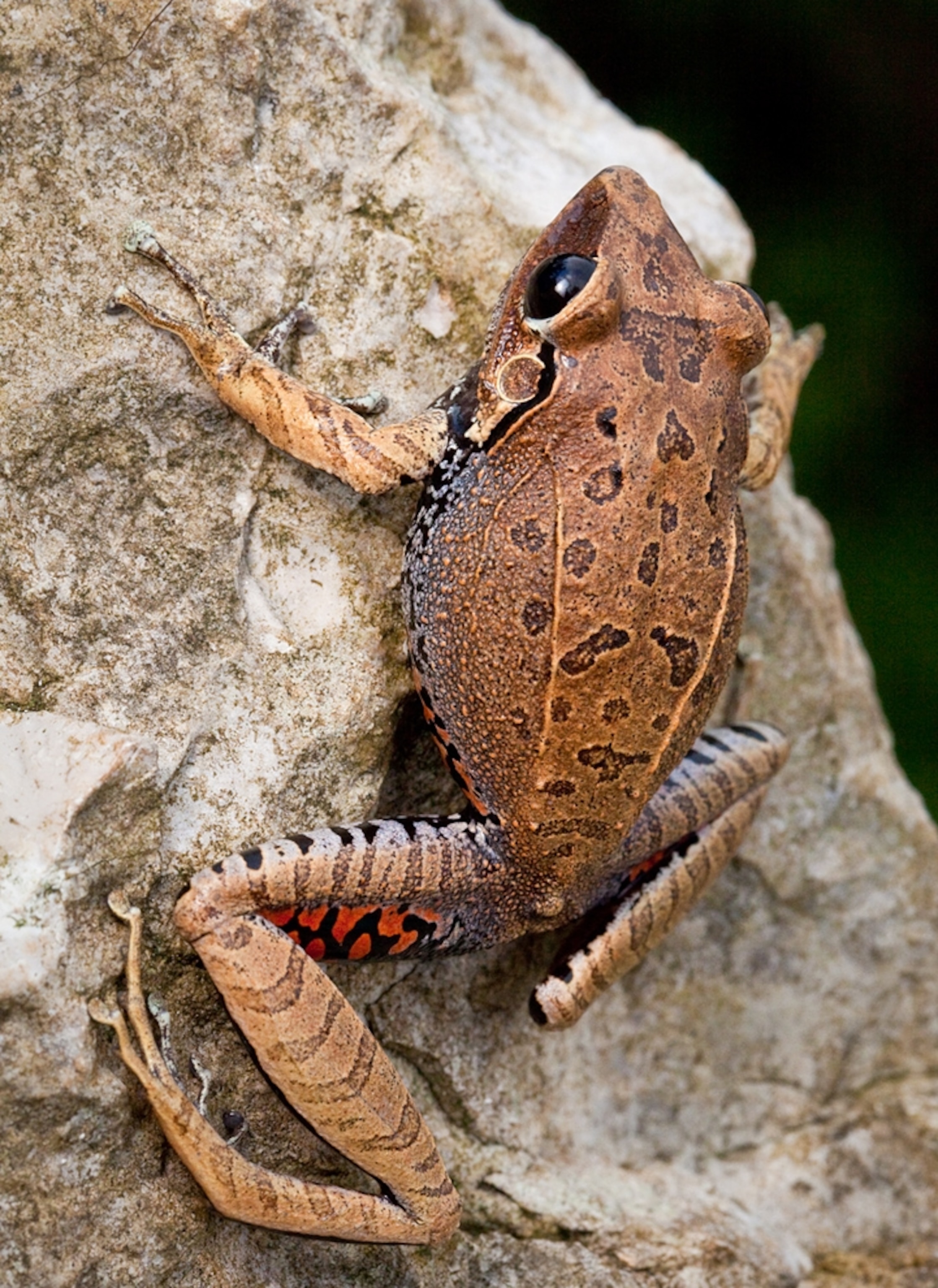 A frog climbs up a rock