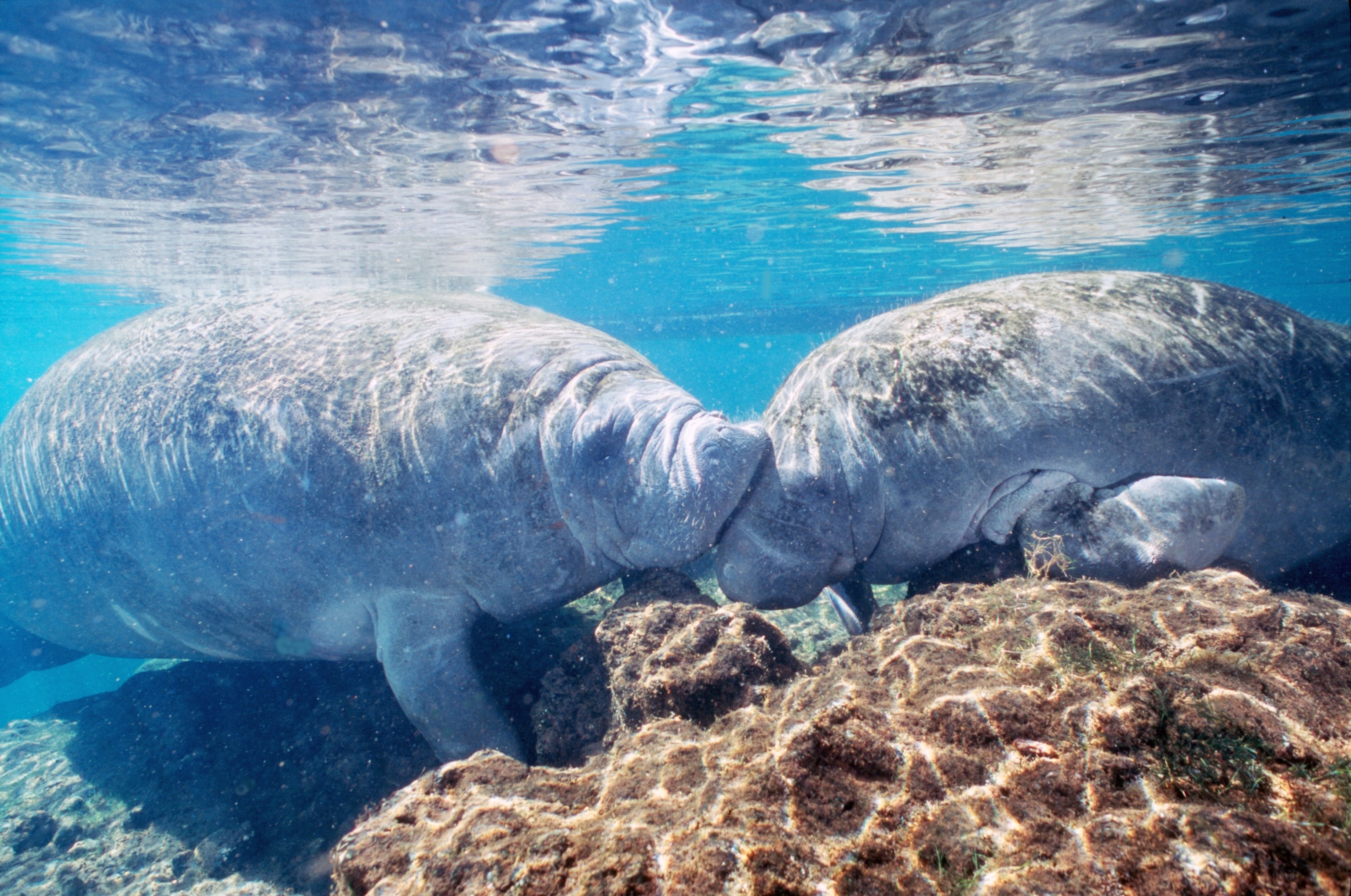manatees