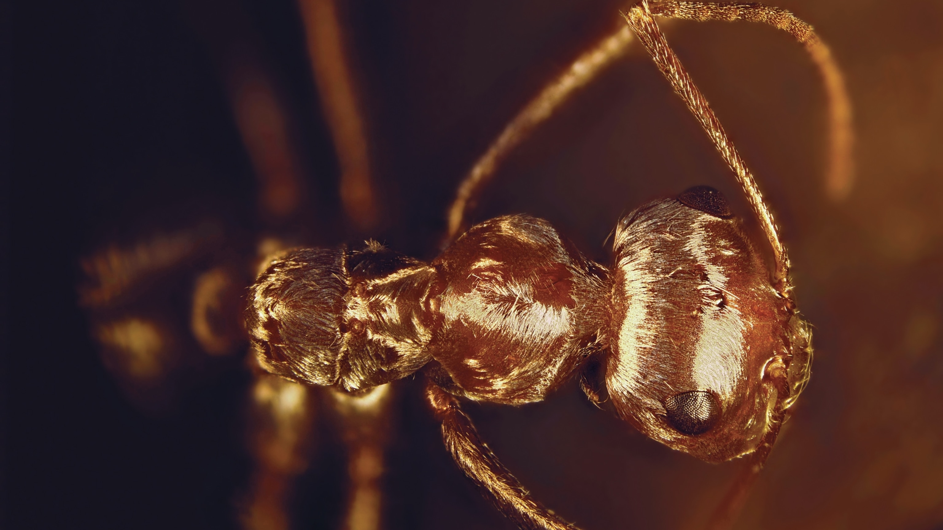 トップス ants Invading Hordes of Crazy Ants May Have Finally Met Their