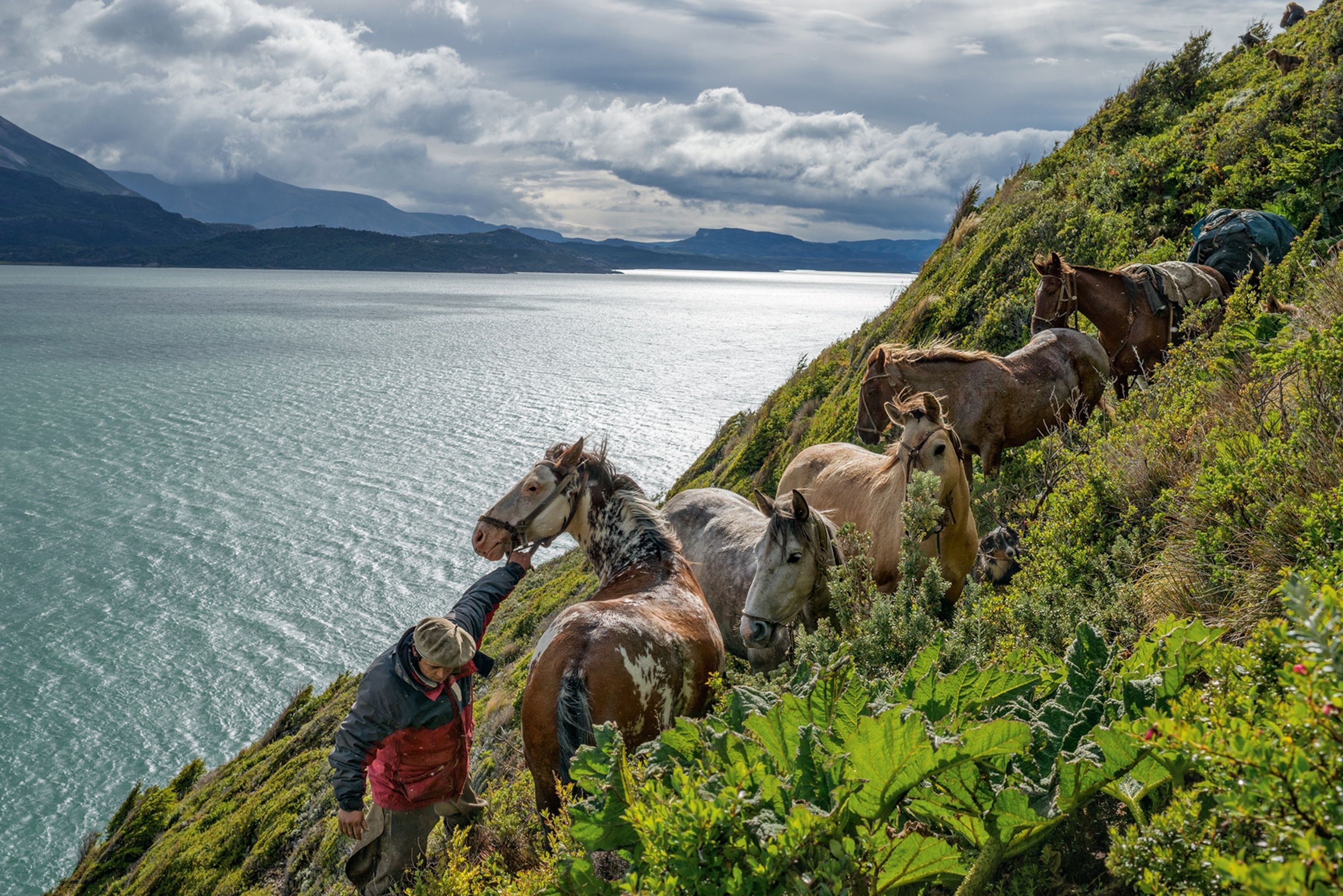 a bagualero leading horses along a steep cliff