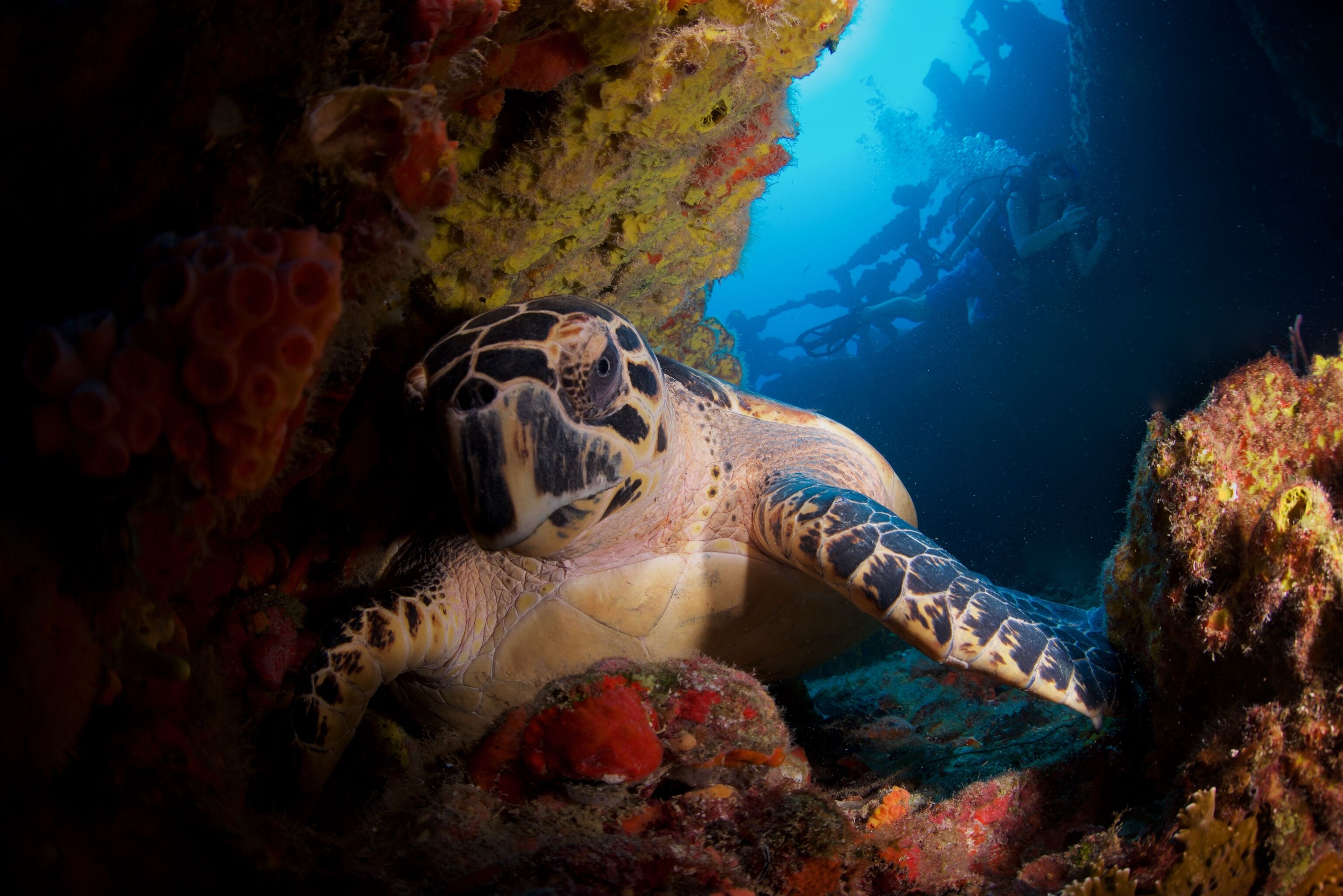 Hawksbill Turtle Facts And Photos