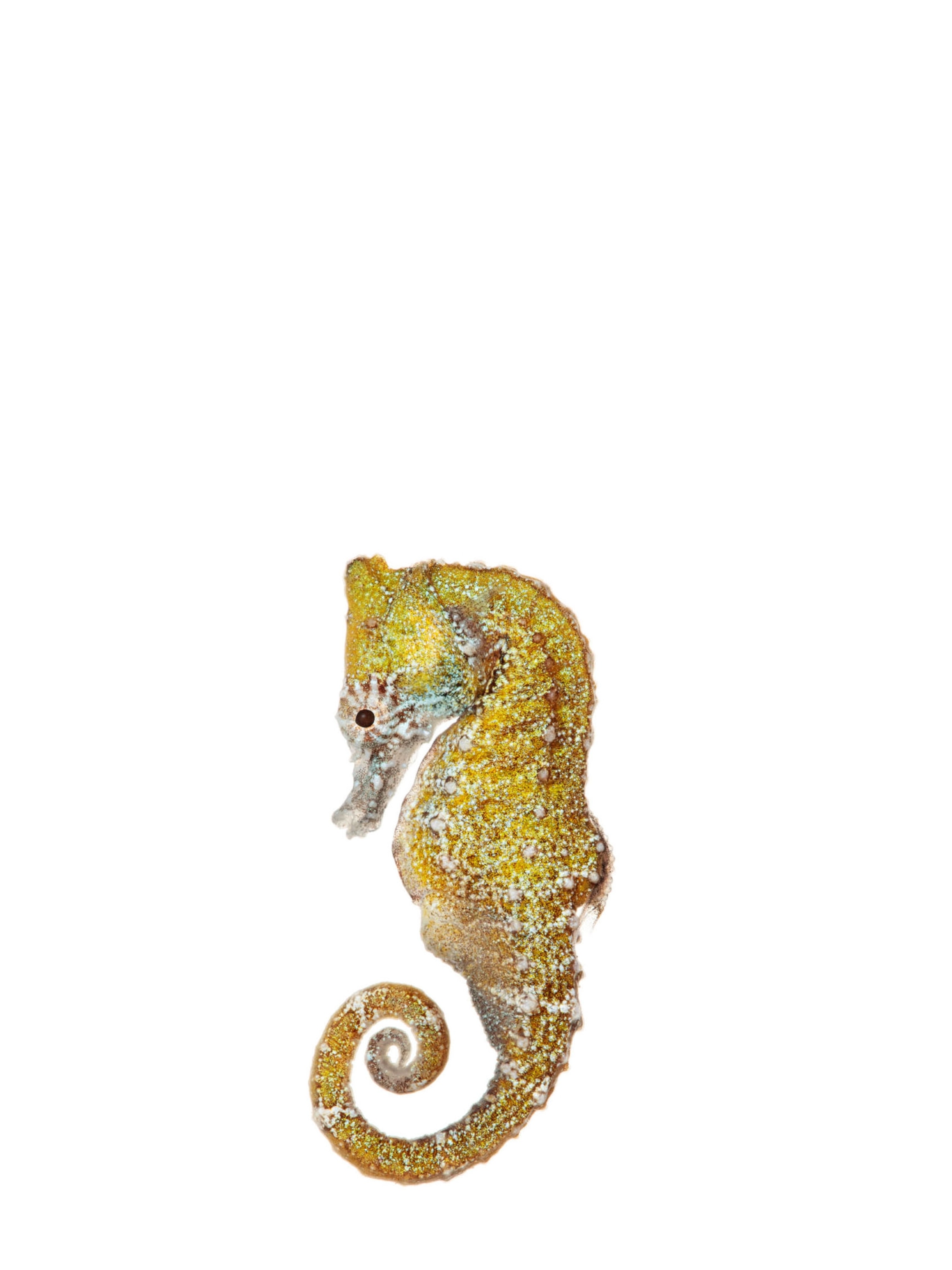The weird, wondrous world of seahorses (9) The weird, wondrous world of seahorses (9)