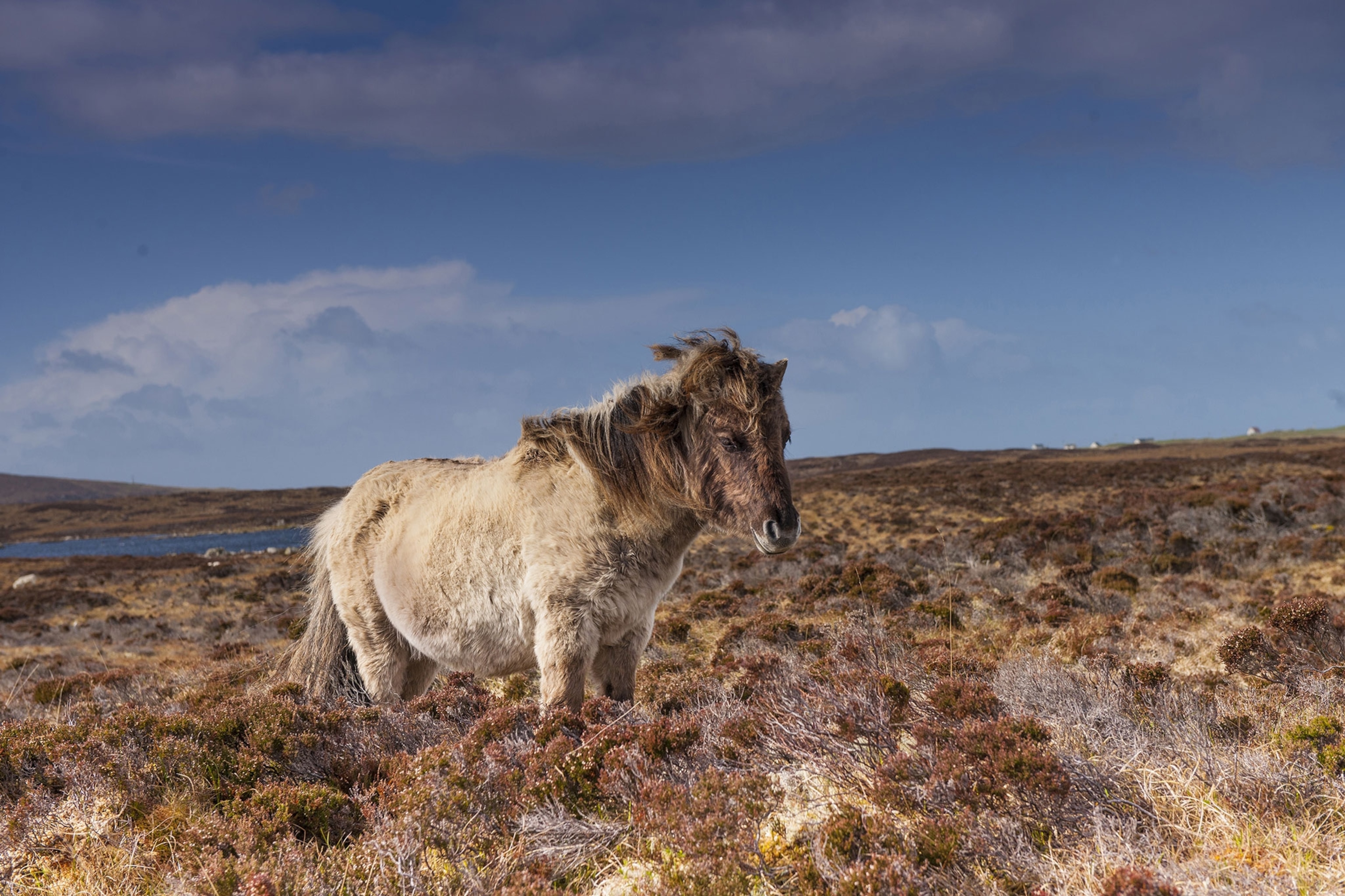 A pony with shaggy hair stands in short brush under a blue sky.