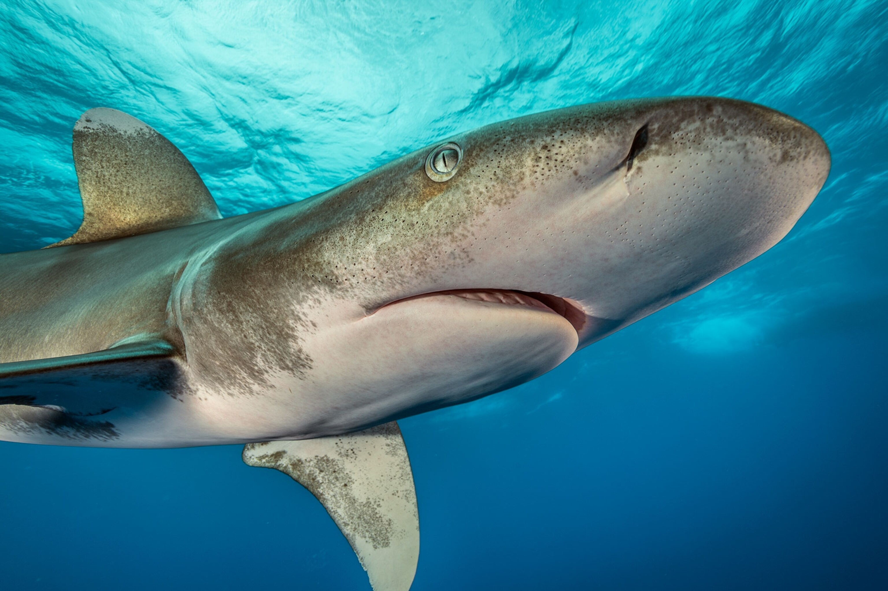 an oceanic whitetip shark