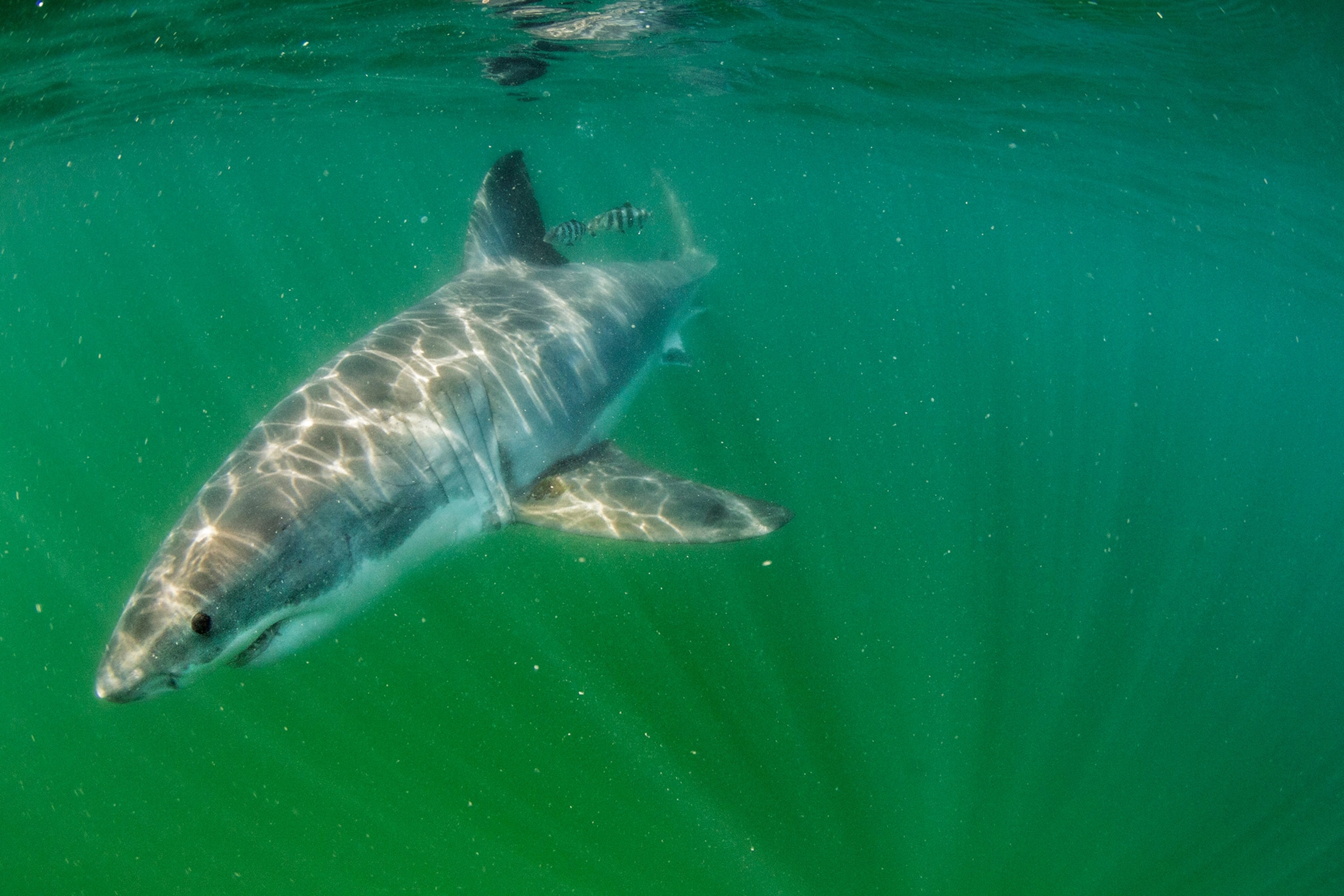 a great white shark