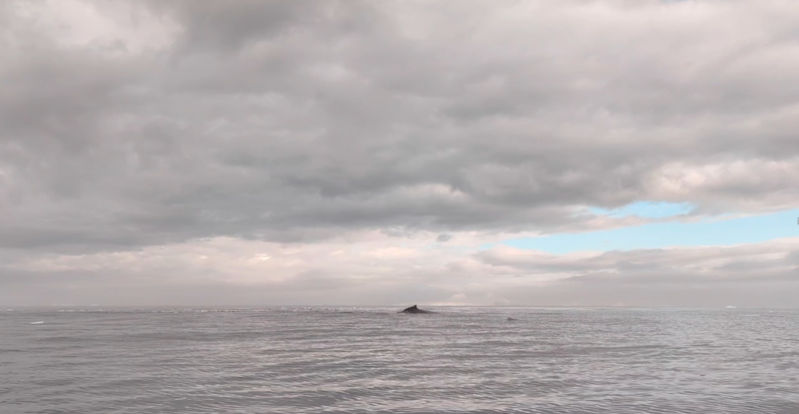 humpback whale in Antarctica