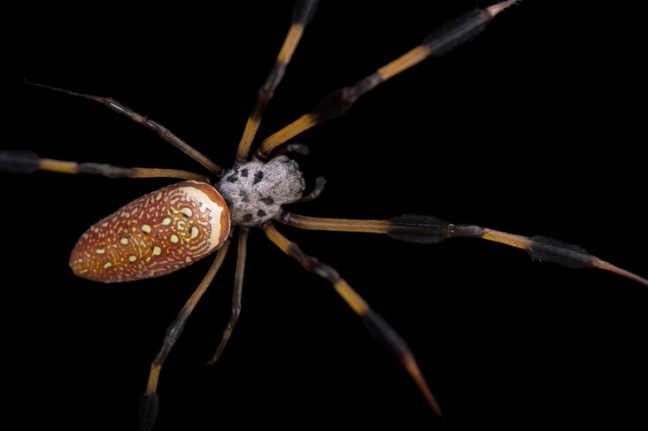 <p>The golden silk spider is mostly annoying to hikers who walk through its large, golden web.</p>
