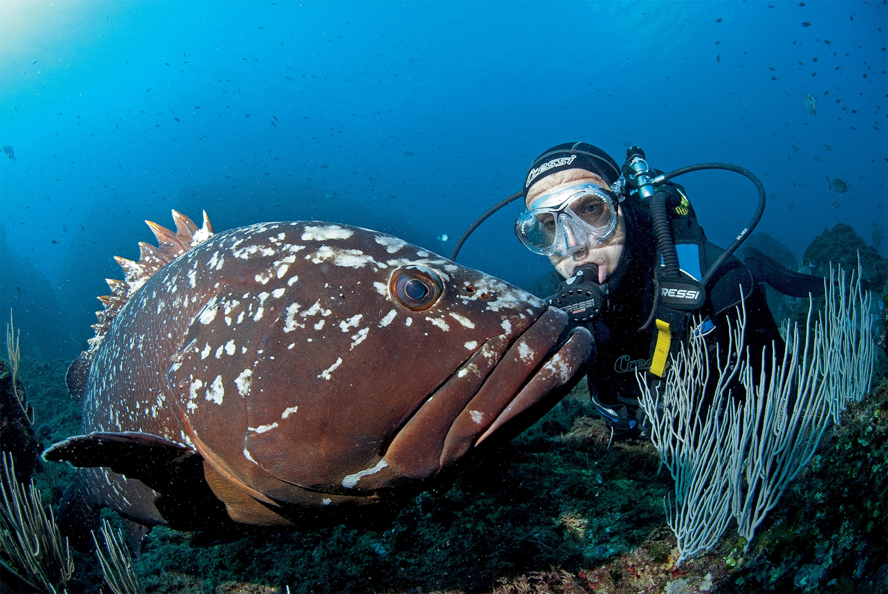 Oceanographer Enric Sala